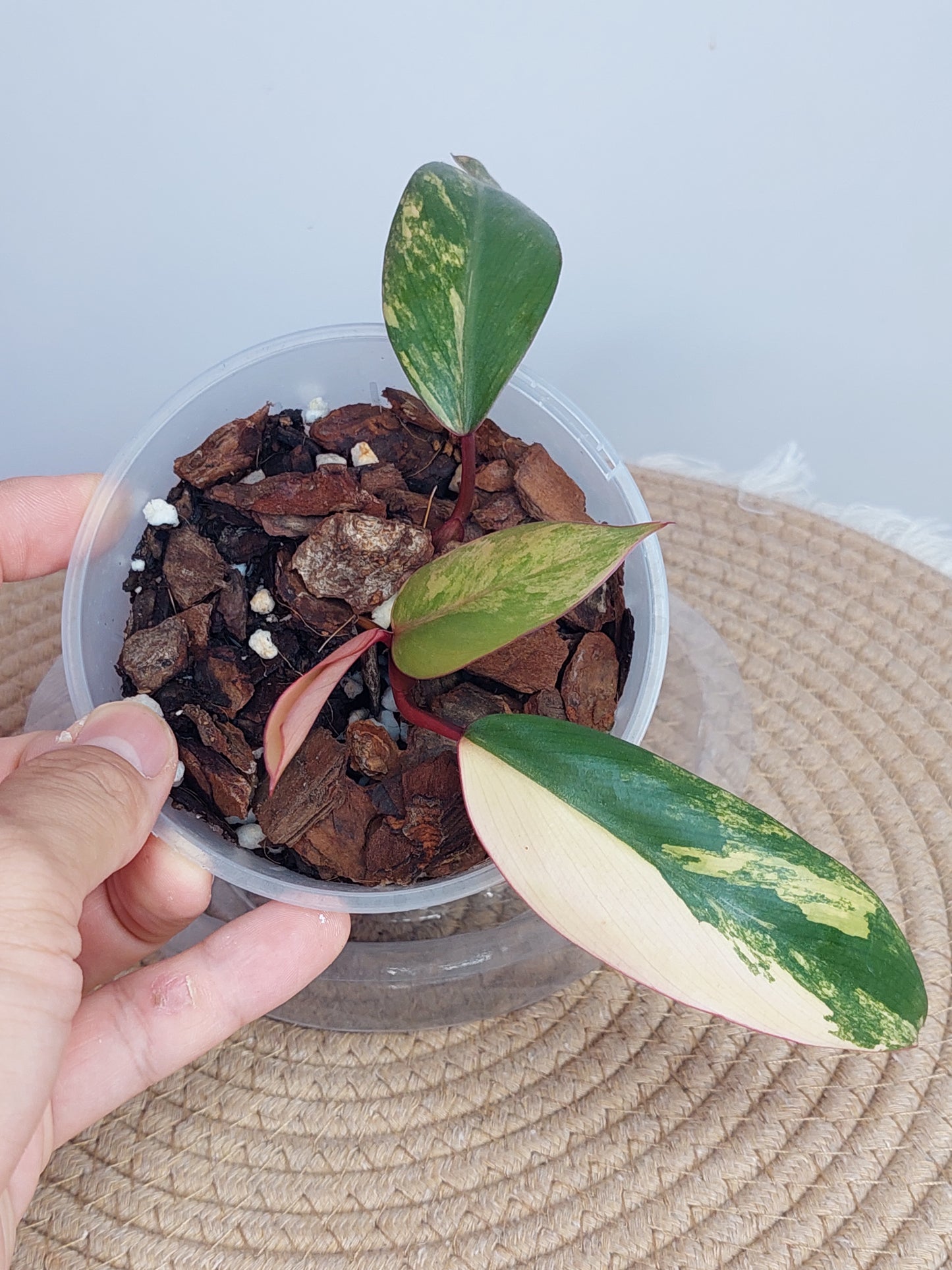 Philodendron Strawberry Shake 1