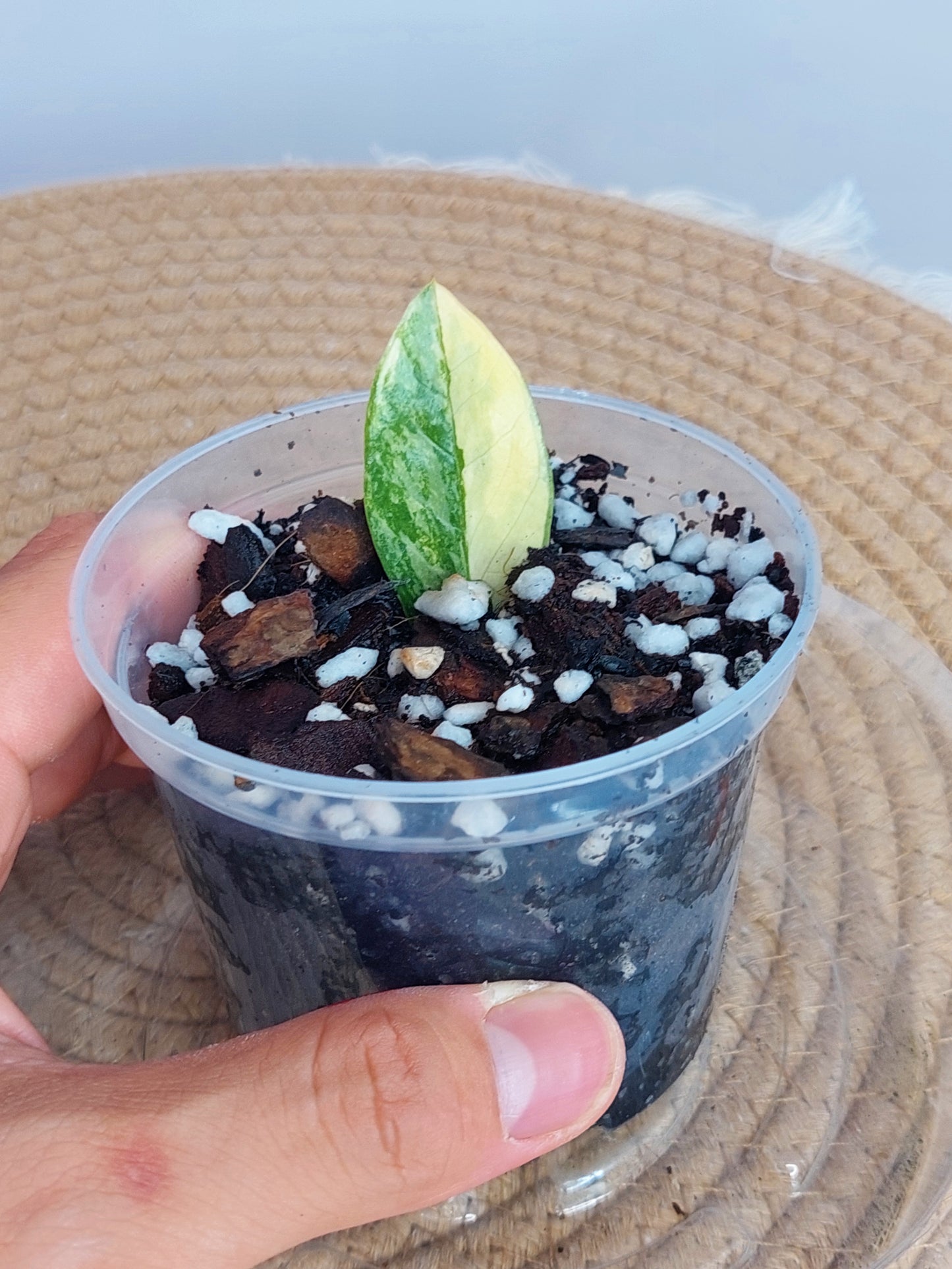 ZZ Plant Variegated 1