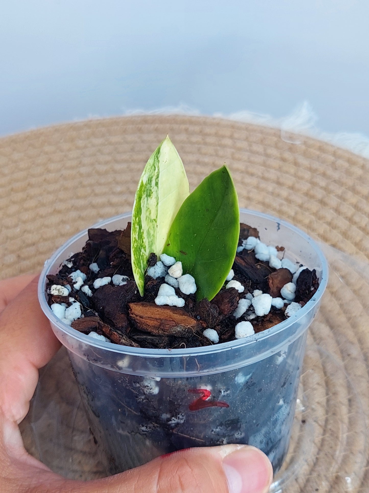 ZZ Plant Variegated 2