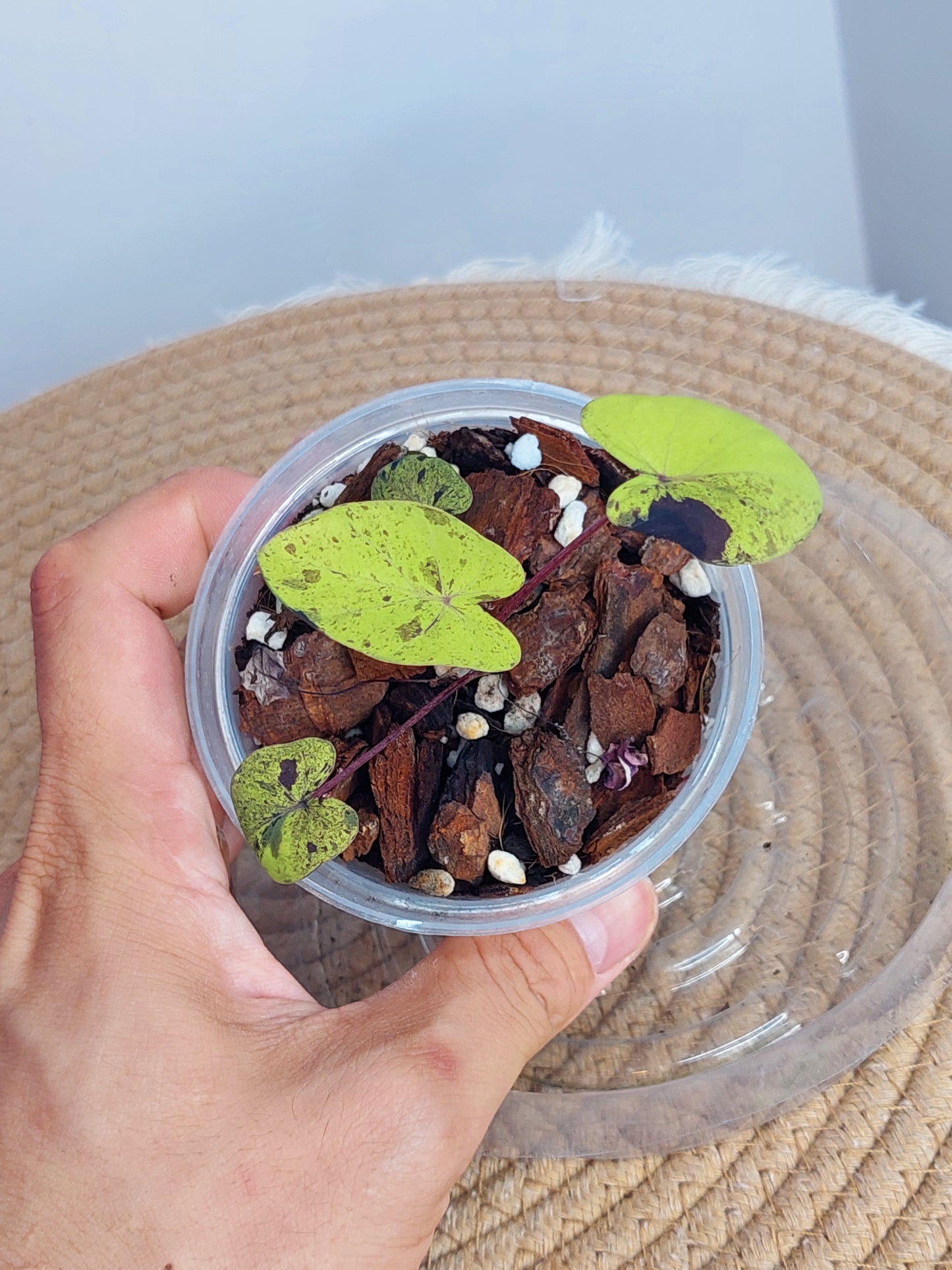 Colocasia Mojito(Small) 1