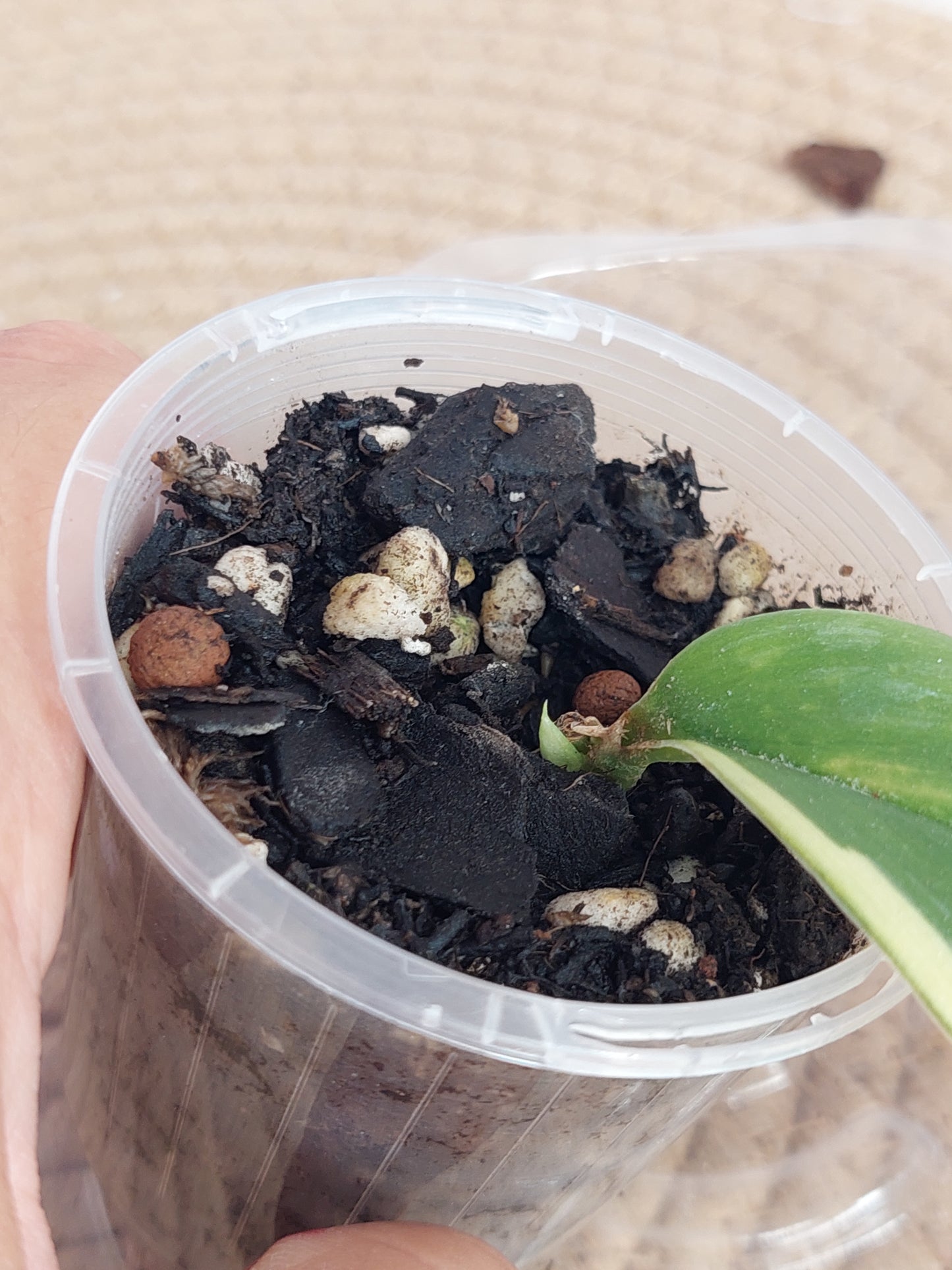 Scindapsus Rubicon Variegated 1