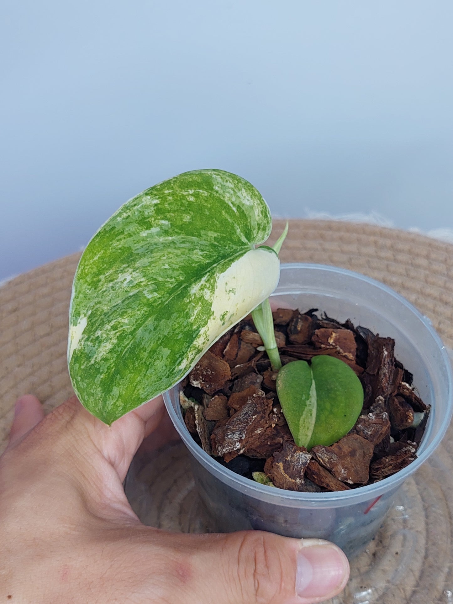 Scindapsus Mangurai Variegated 1