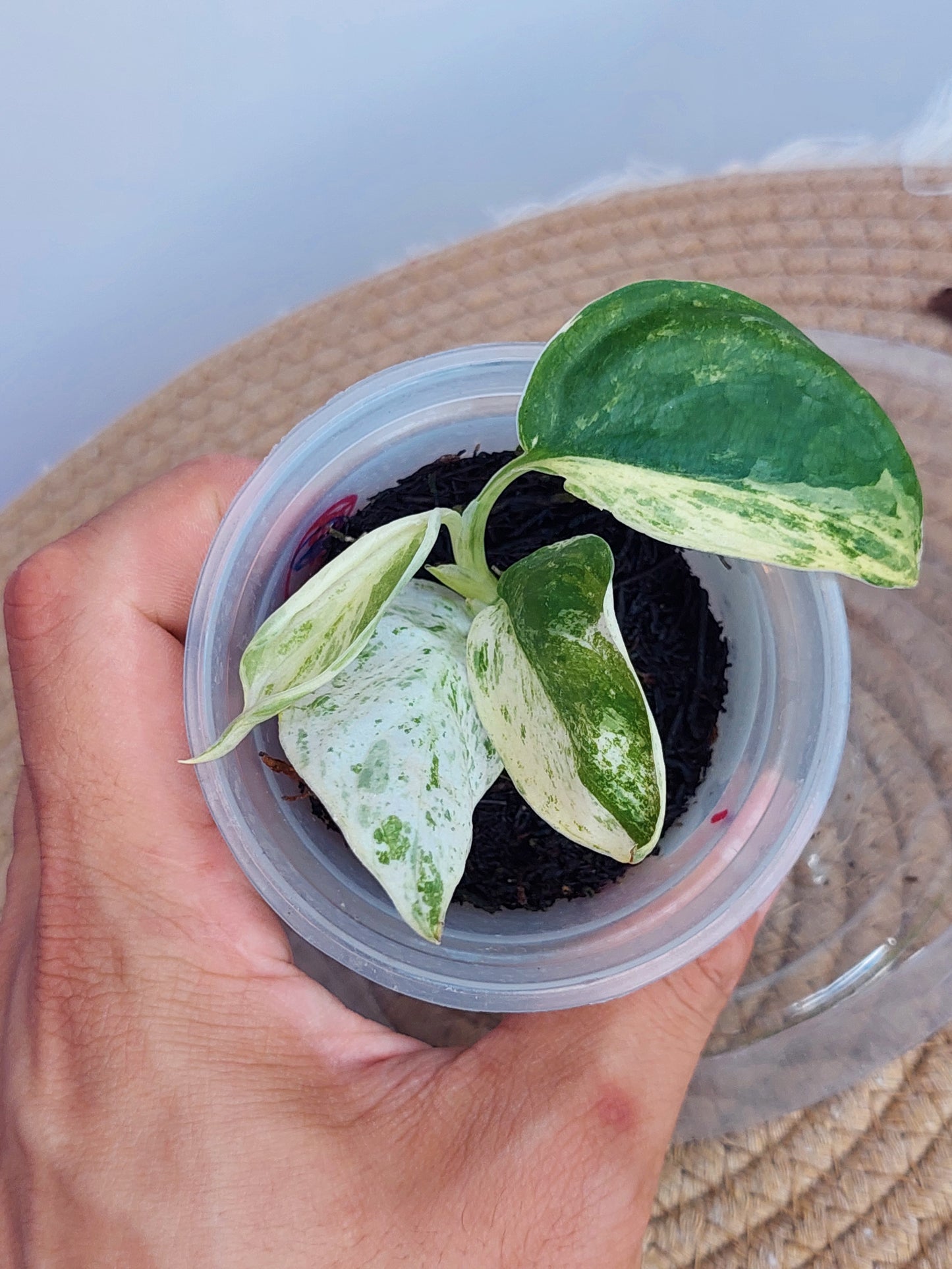 Scindapsus Silver Splash Variegated 1
