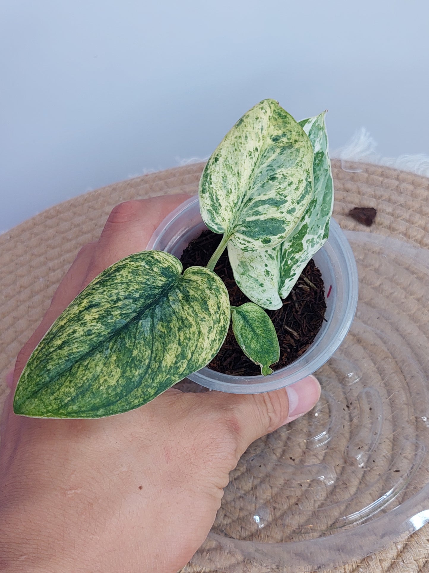 Scindapsus Creme Brulee Variegated 1