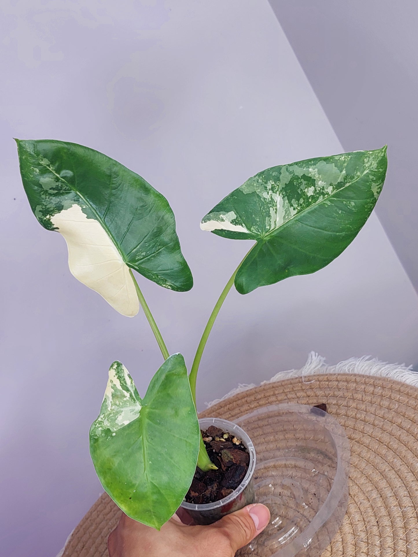 Alocasia Macrorrhiza Variegated 1