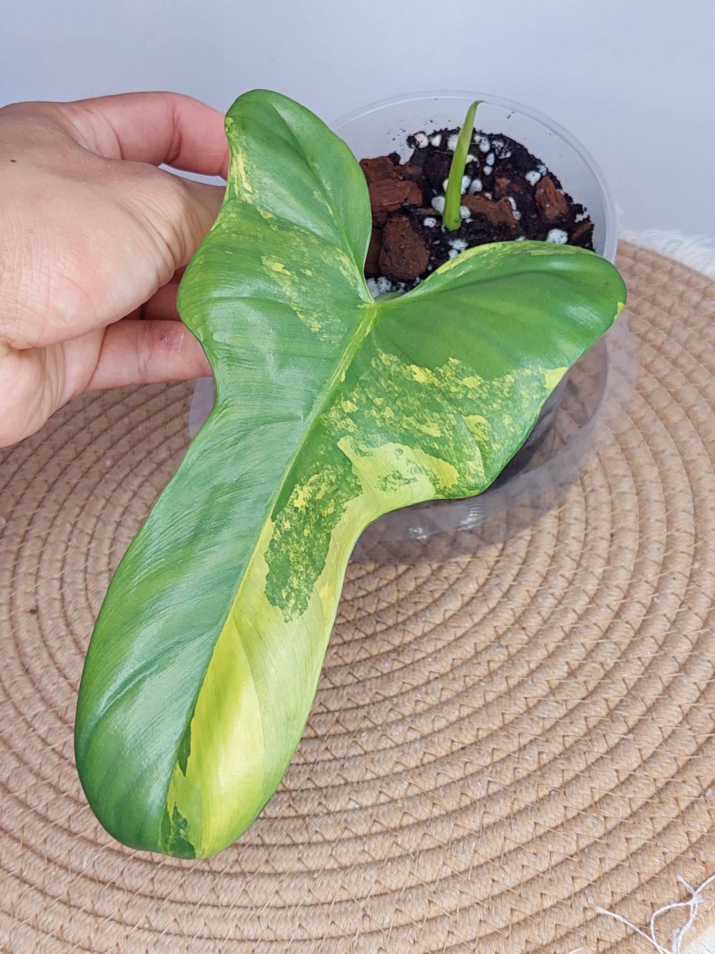 Philodendron Bipennifolium Variegated 1