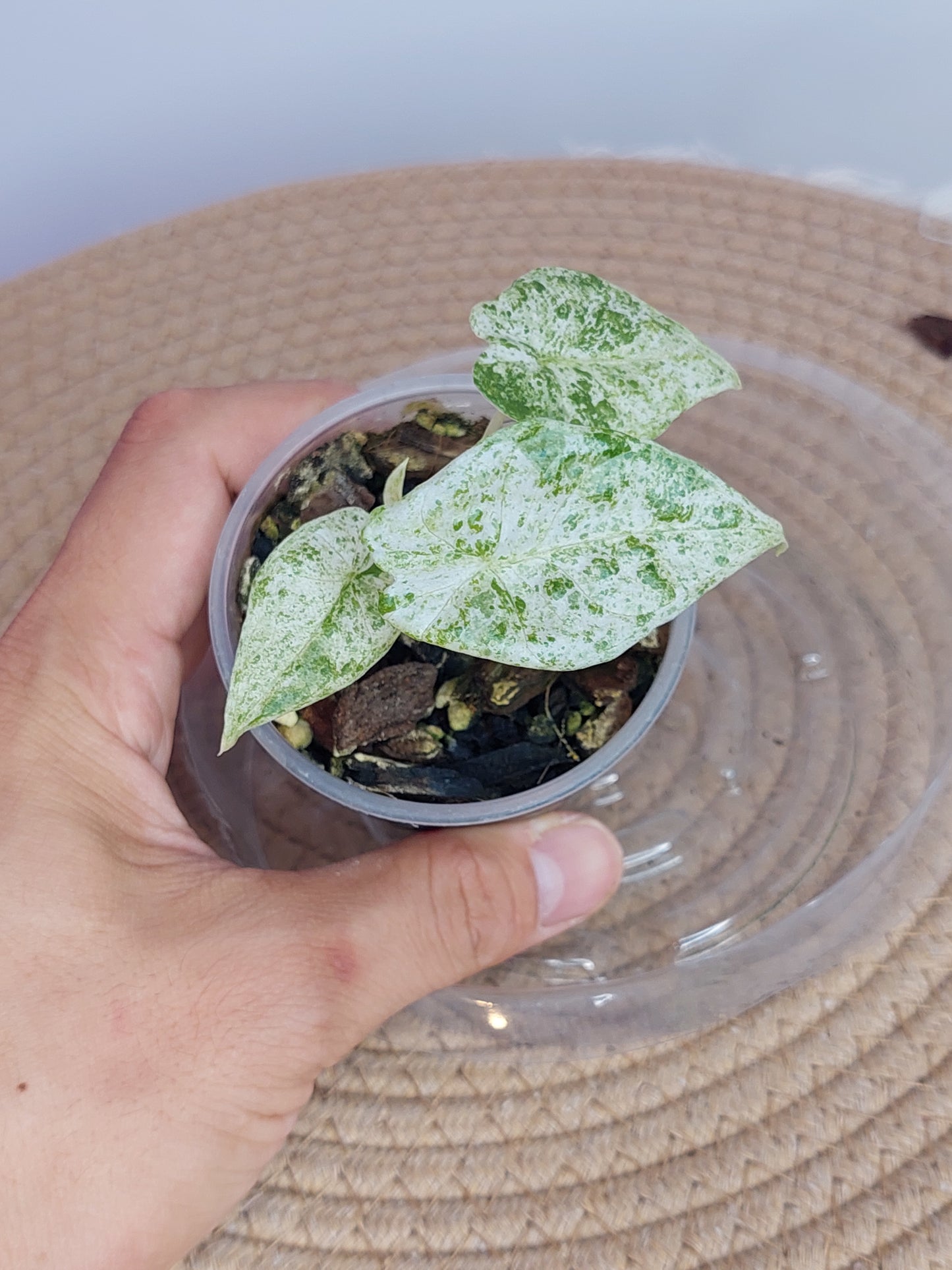 Alocasia Odora Batik Variegated 1