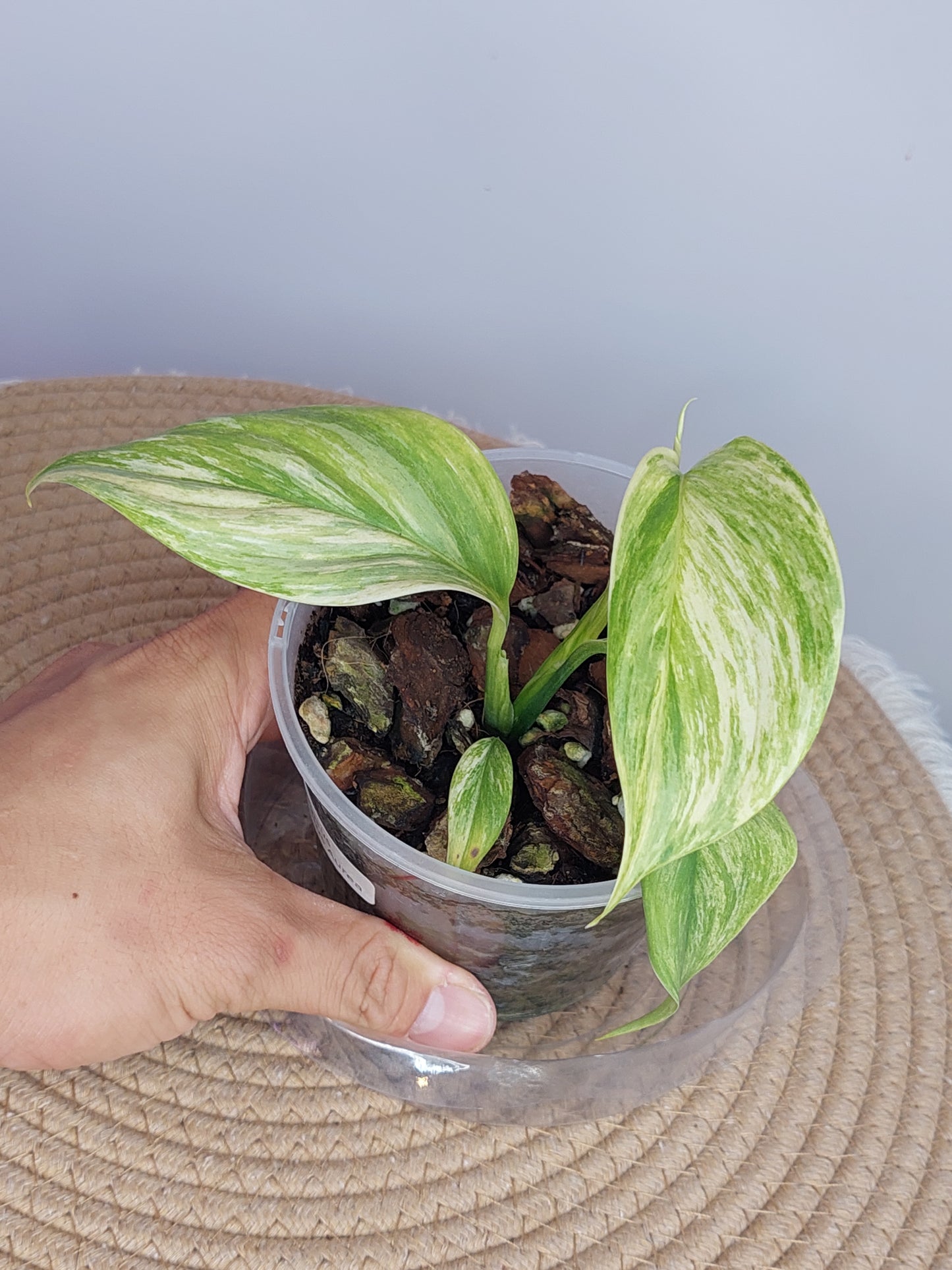 Scindapsus Longistipitatus Marble 1