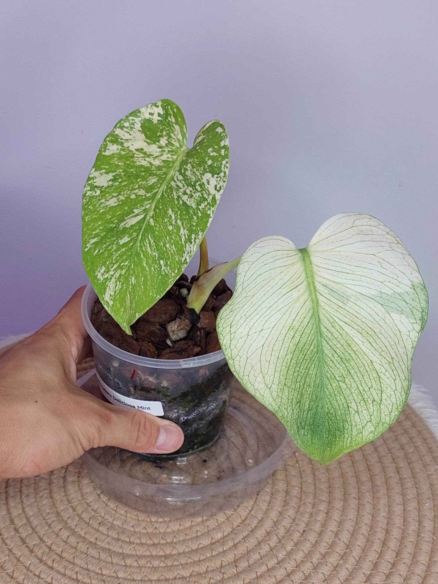Monstera Deliciosa Mint Variegated 1