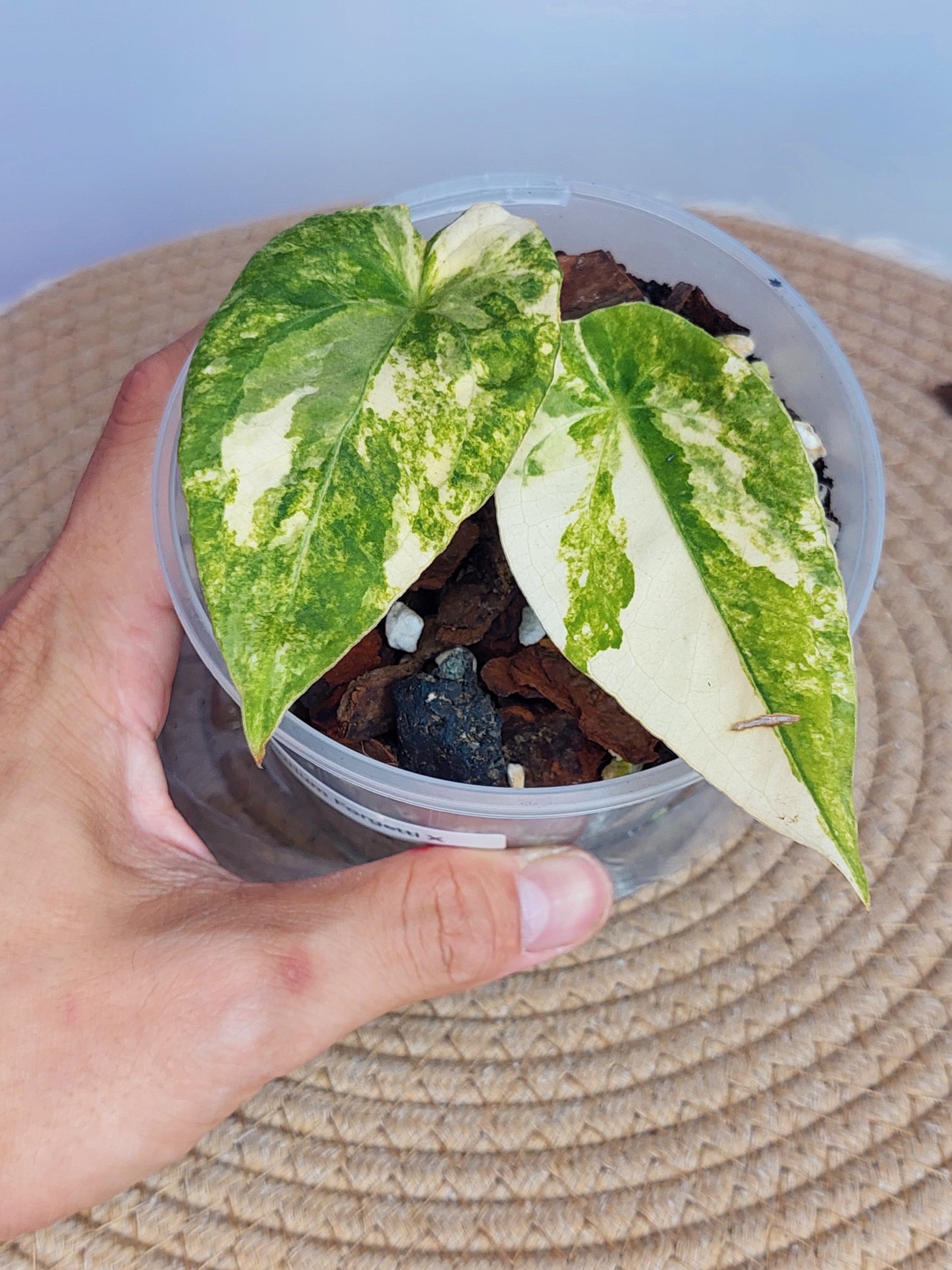Anthurium Forgetii x Variegated 1