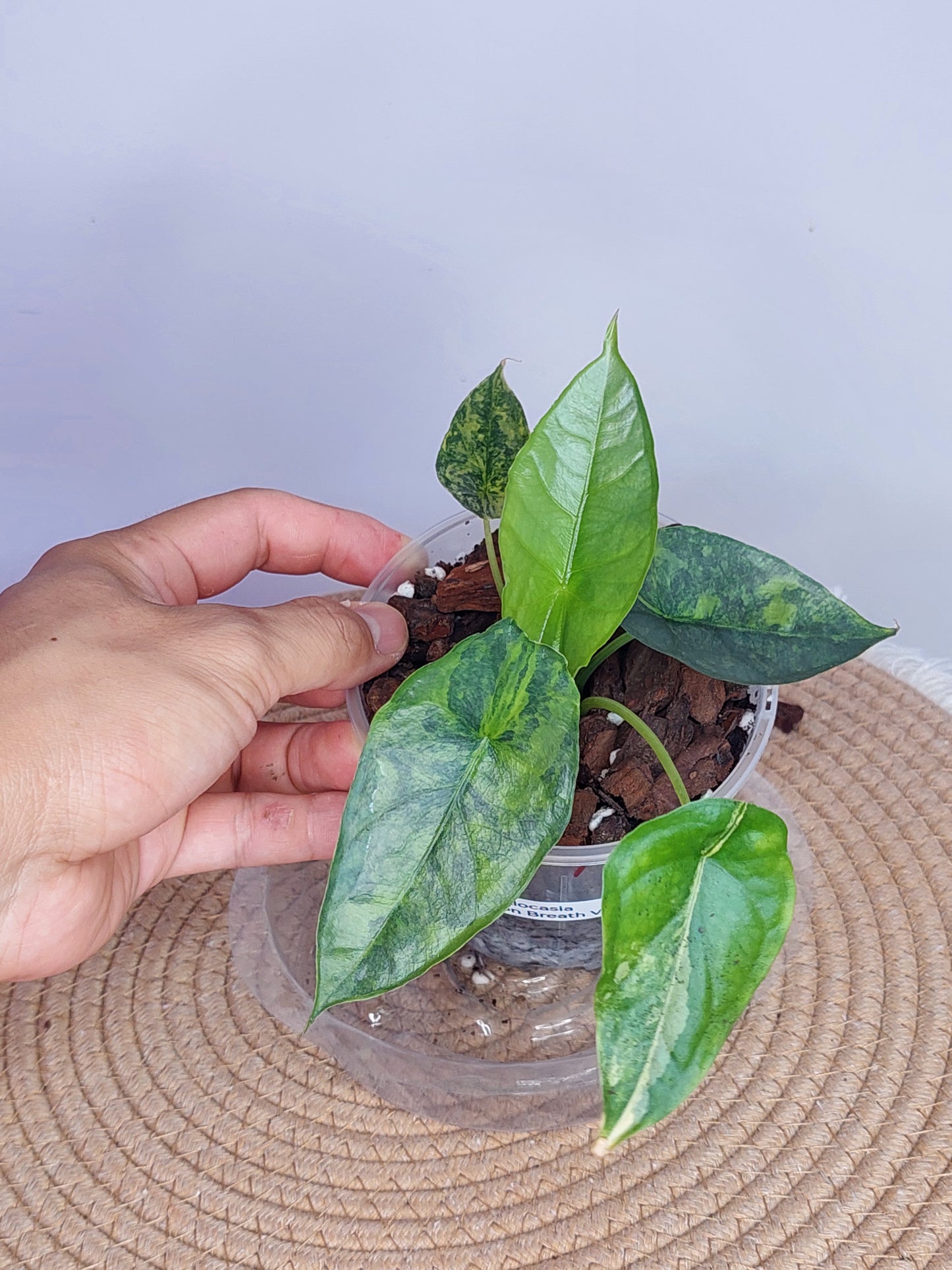 Alocasia Dragon Breath Variegated 1
