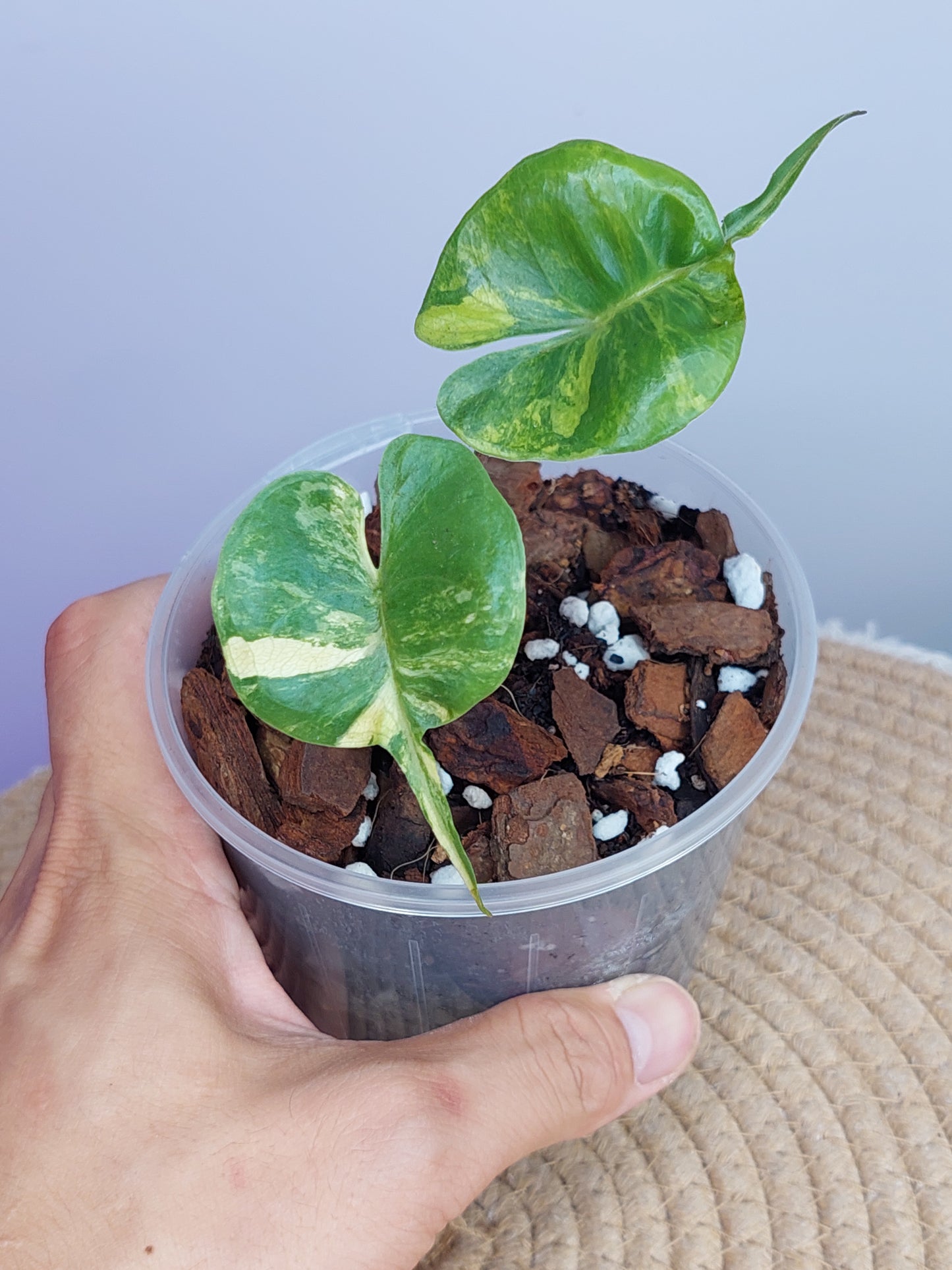 Alocasia Stingray Variegated 1