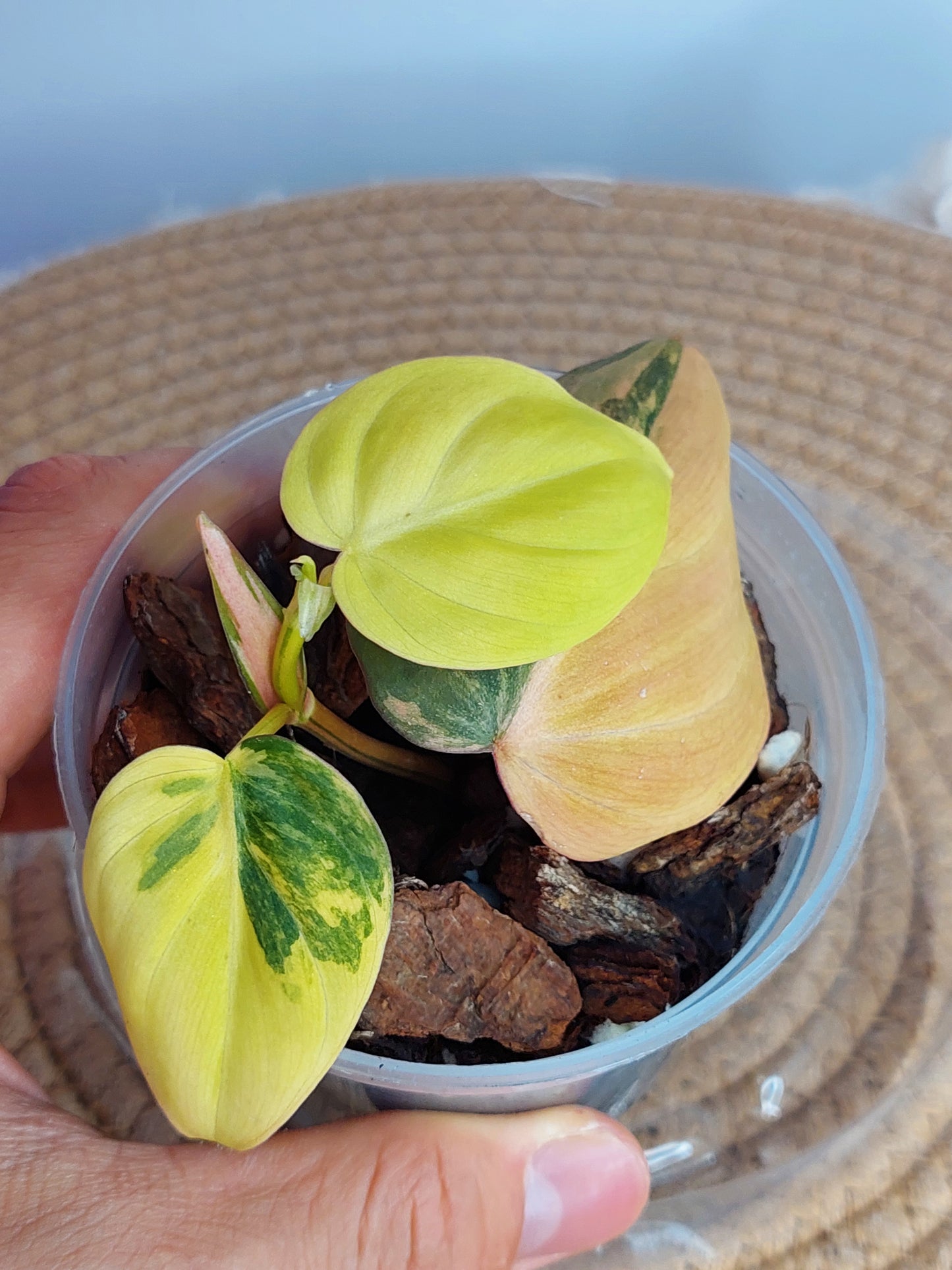 Philodendron Mican Variegated (1)