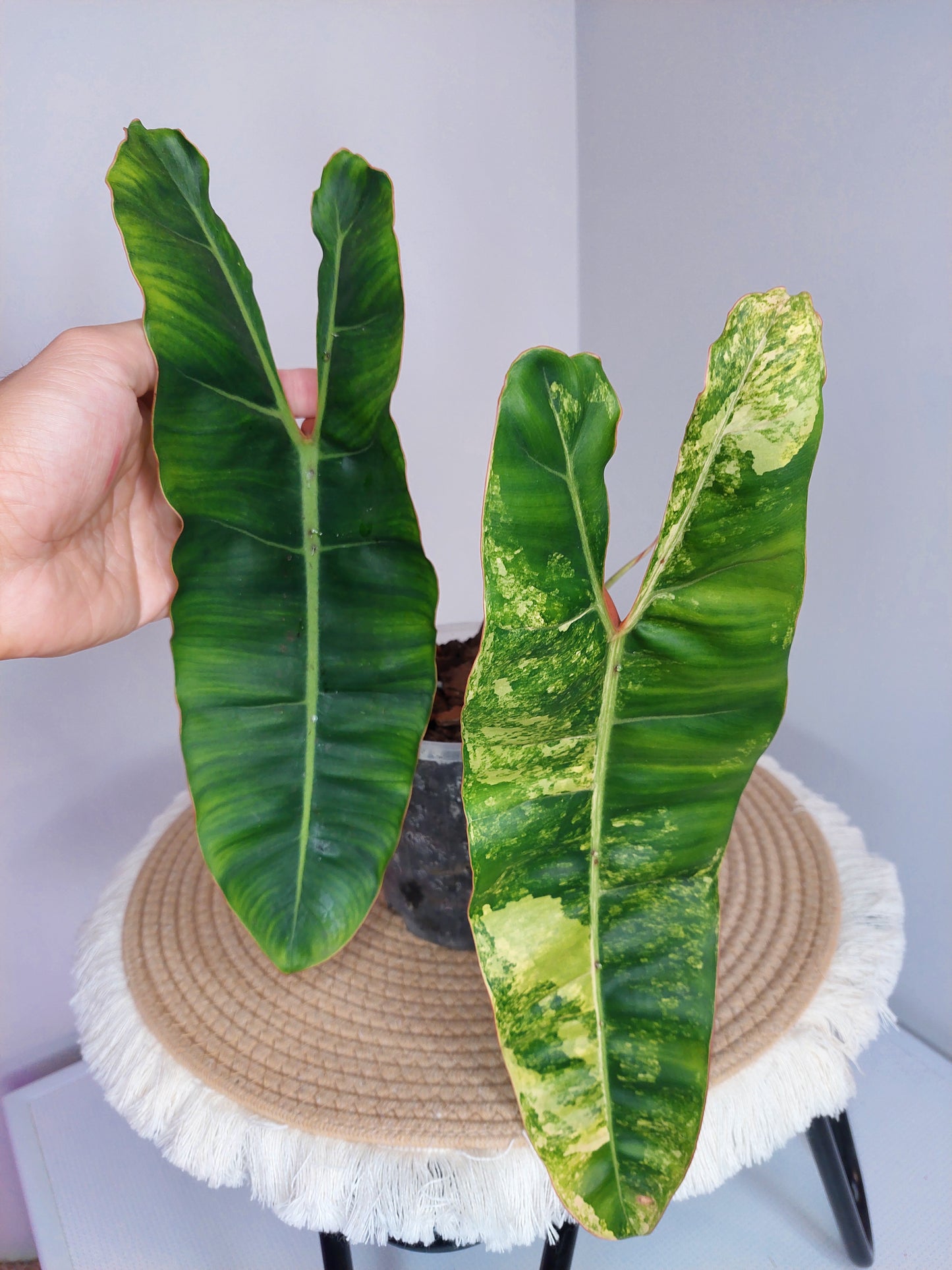 Philodendron Billietiae Variegated #1