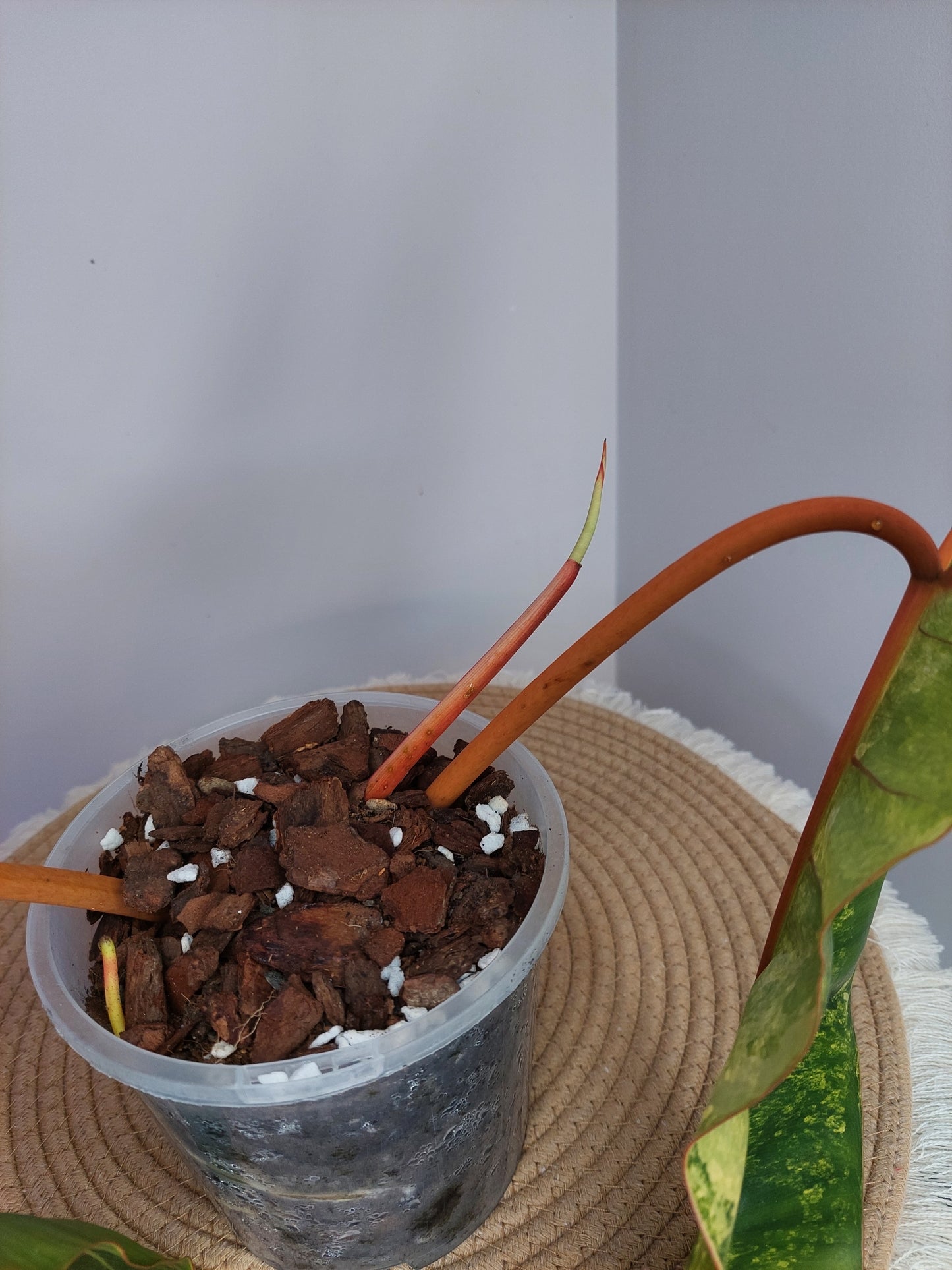Philodendron Billietiae Variegated #1