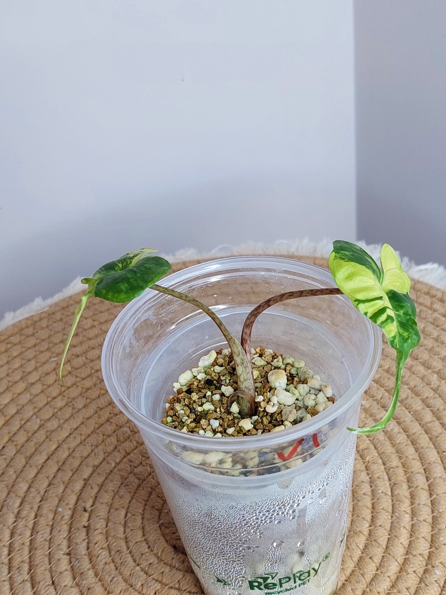 Alocasia Stingray Variegated #1
