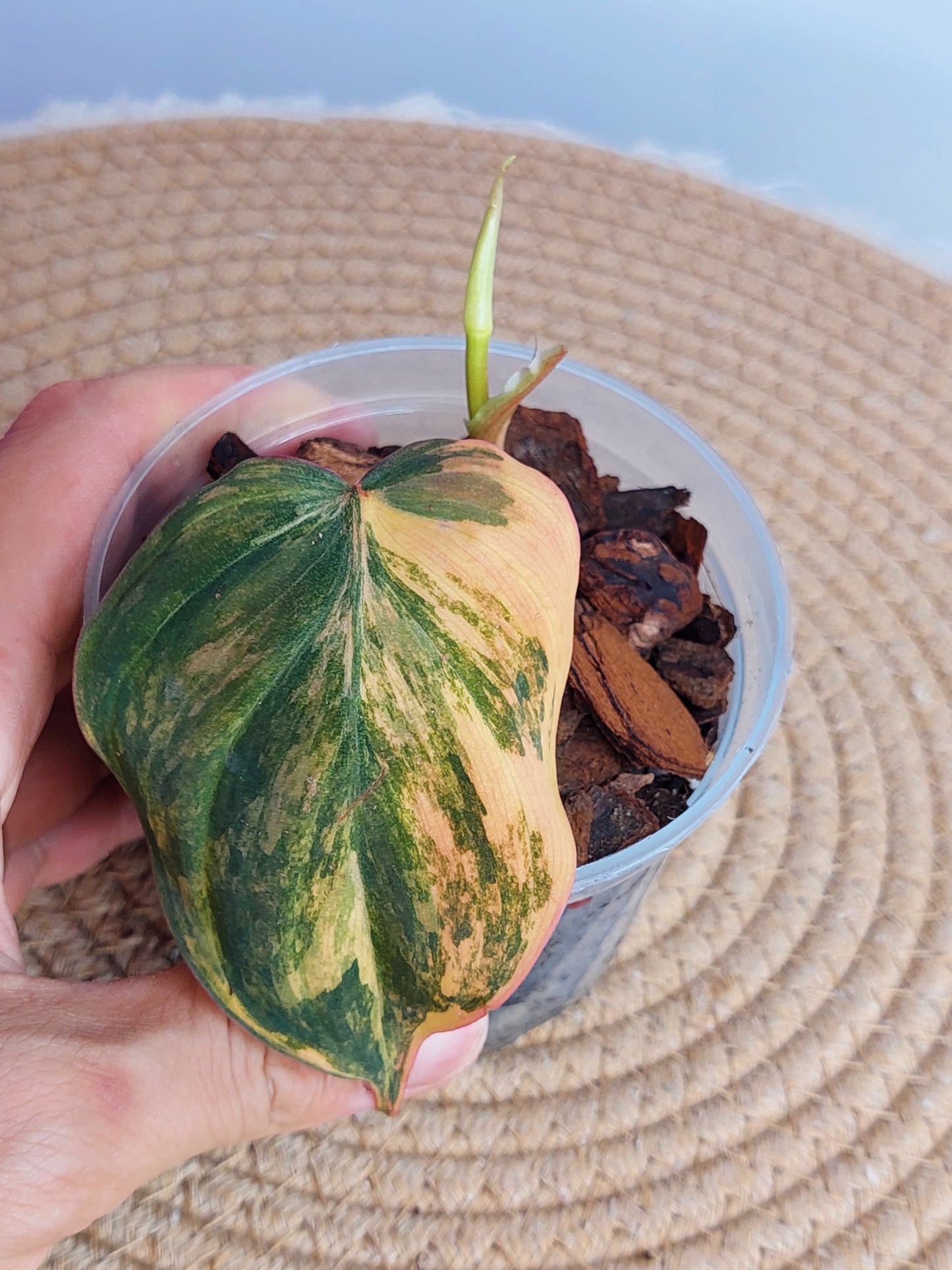Philodendron Mican Variegated #1