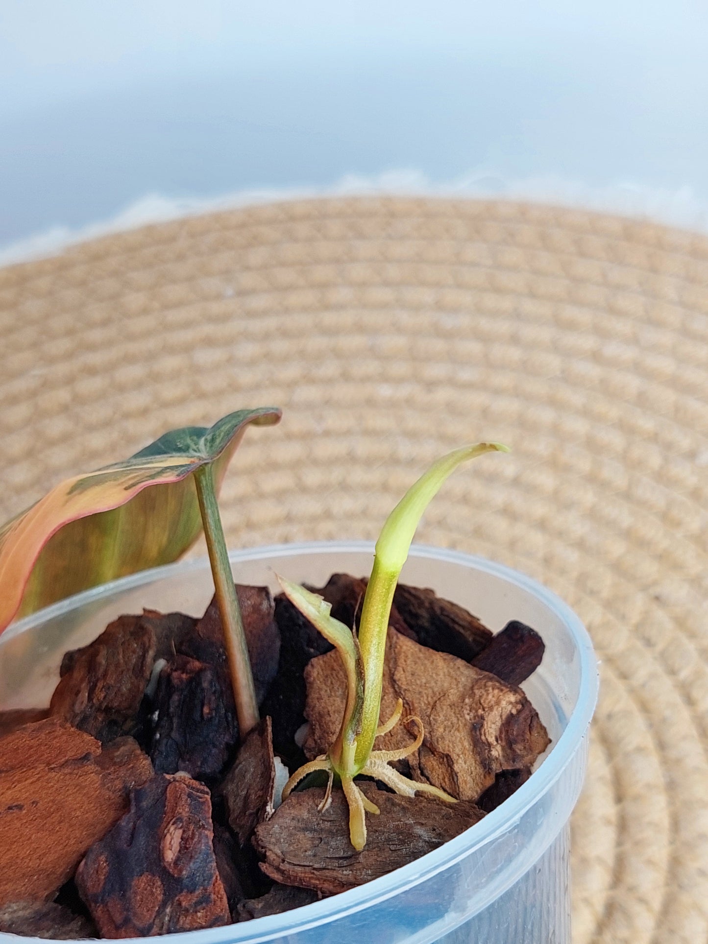 Philodendron Mican Variegated #1