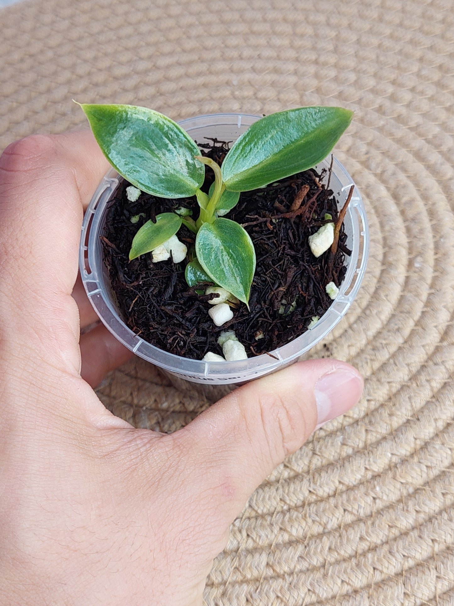 Philodendron Spiritus Sancti -1