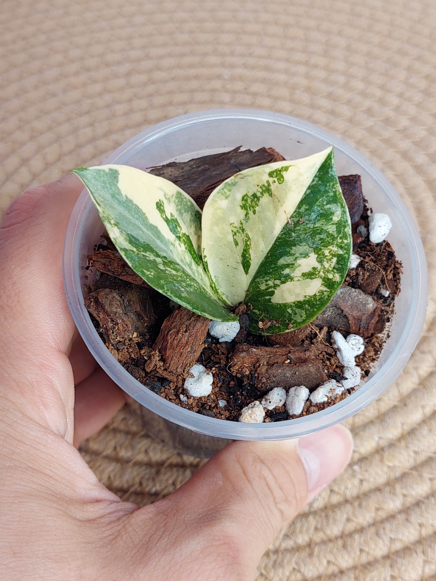 ZZ Plant Variegated B