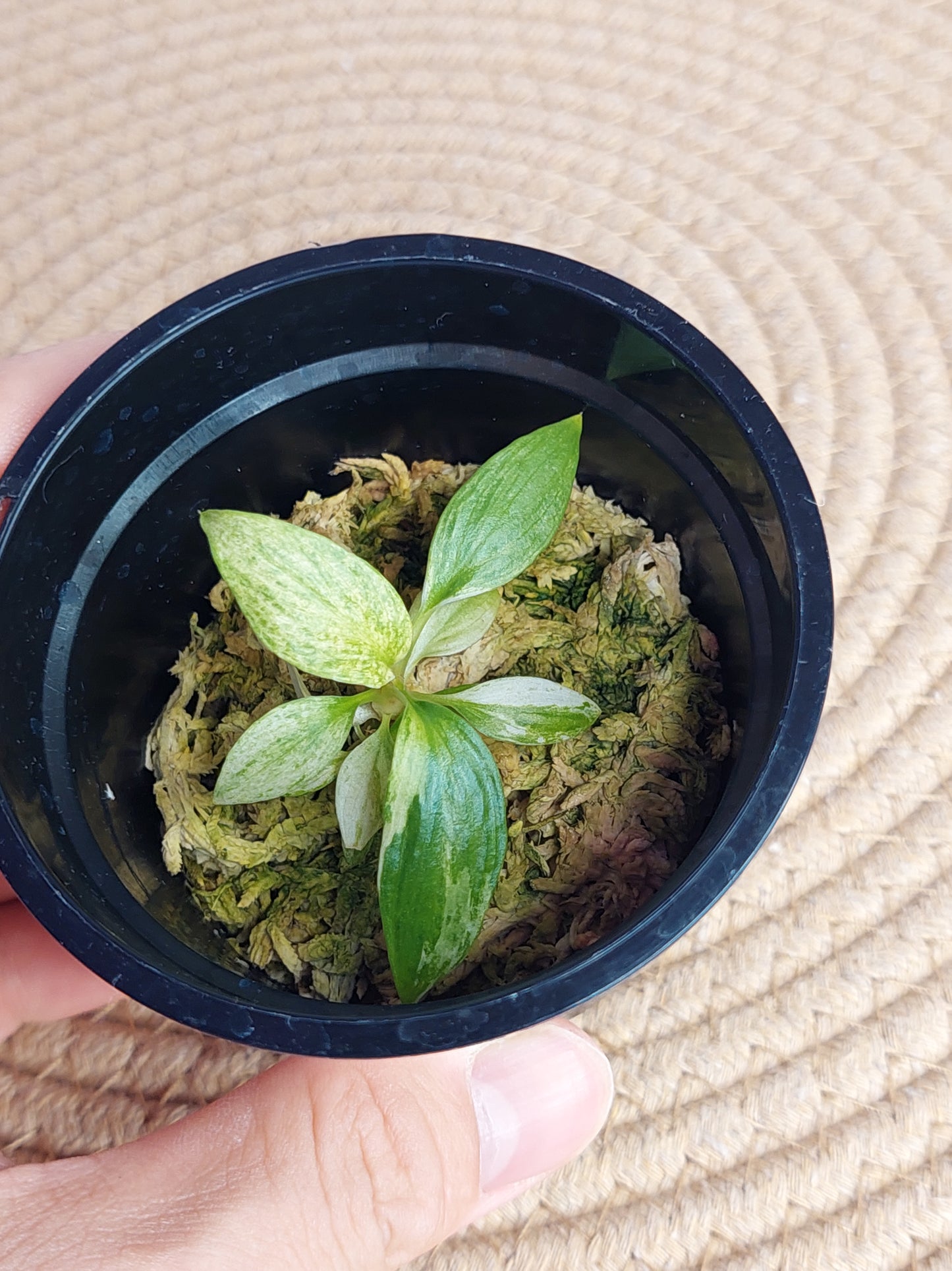 Homalomena Rubescens Mint A