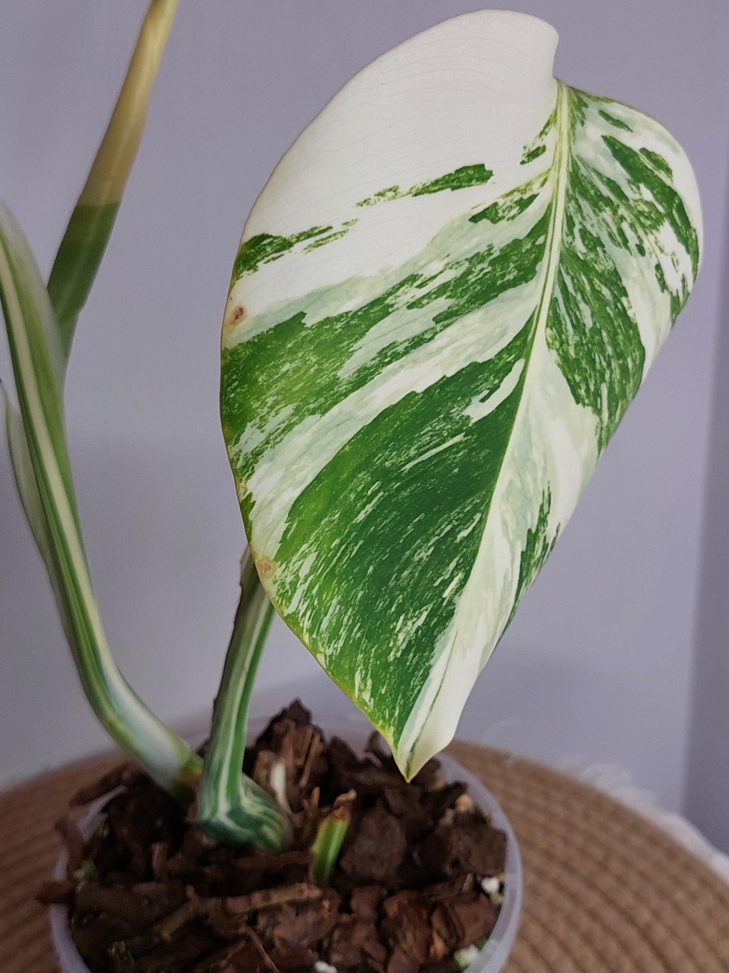 Monstera Borsigiana Albo Variegated B
