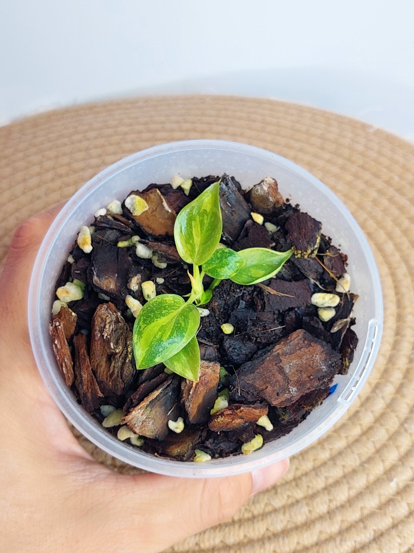 Philodendron Nuclear Congo Variegated A