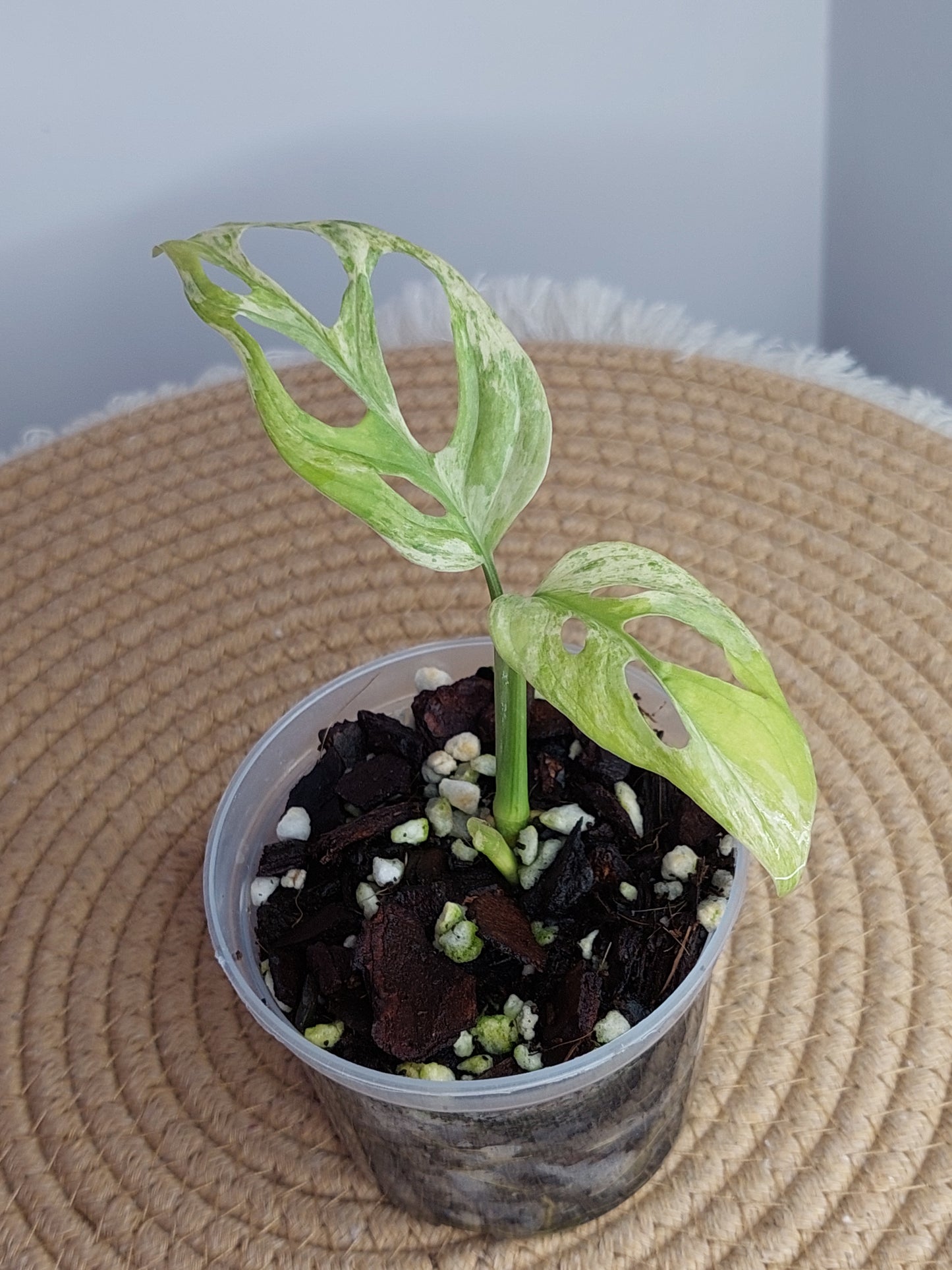 Monstera Adansonii Mint - A