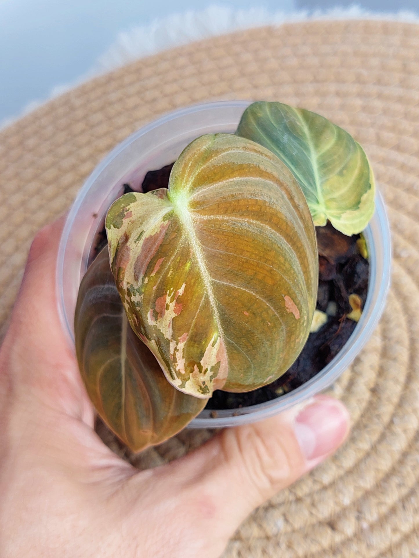 Philodendron Melanochrysum Variegated - A