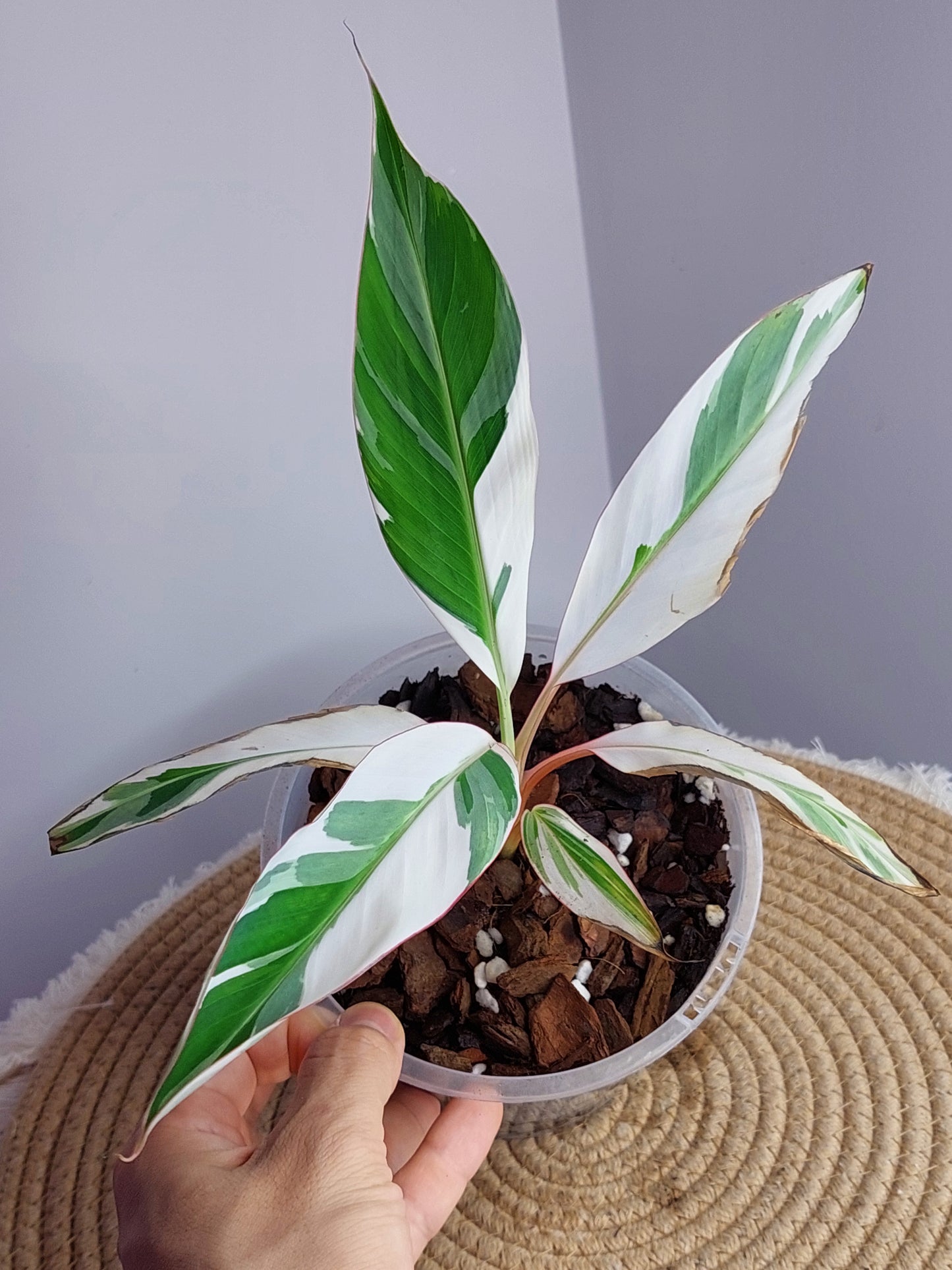 Musa Florida Variegated - A