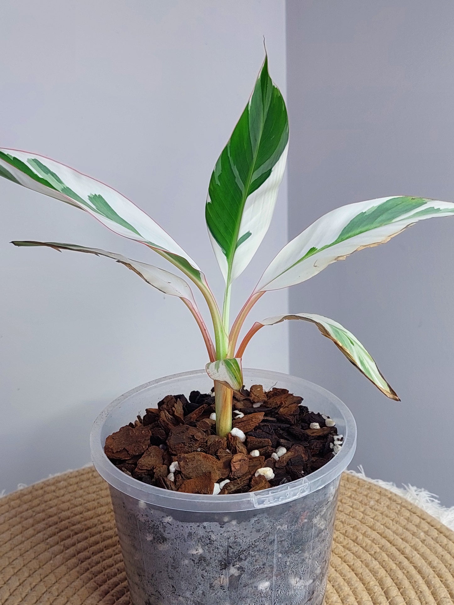 Musa Florida Variegated - A