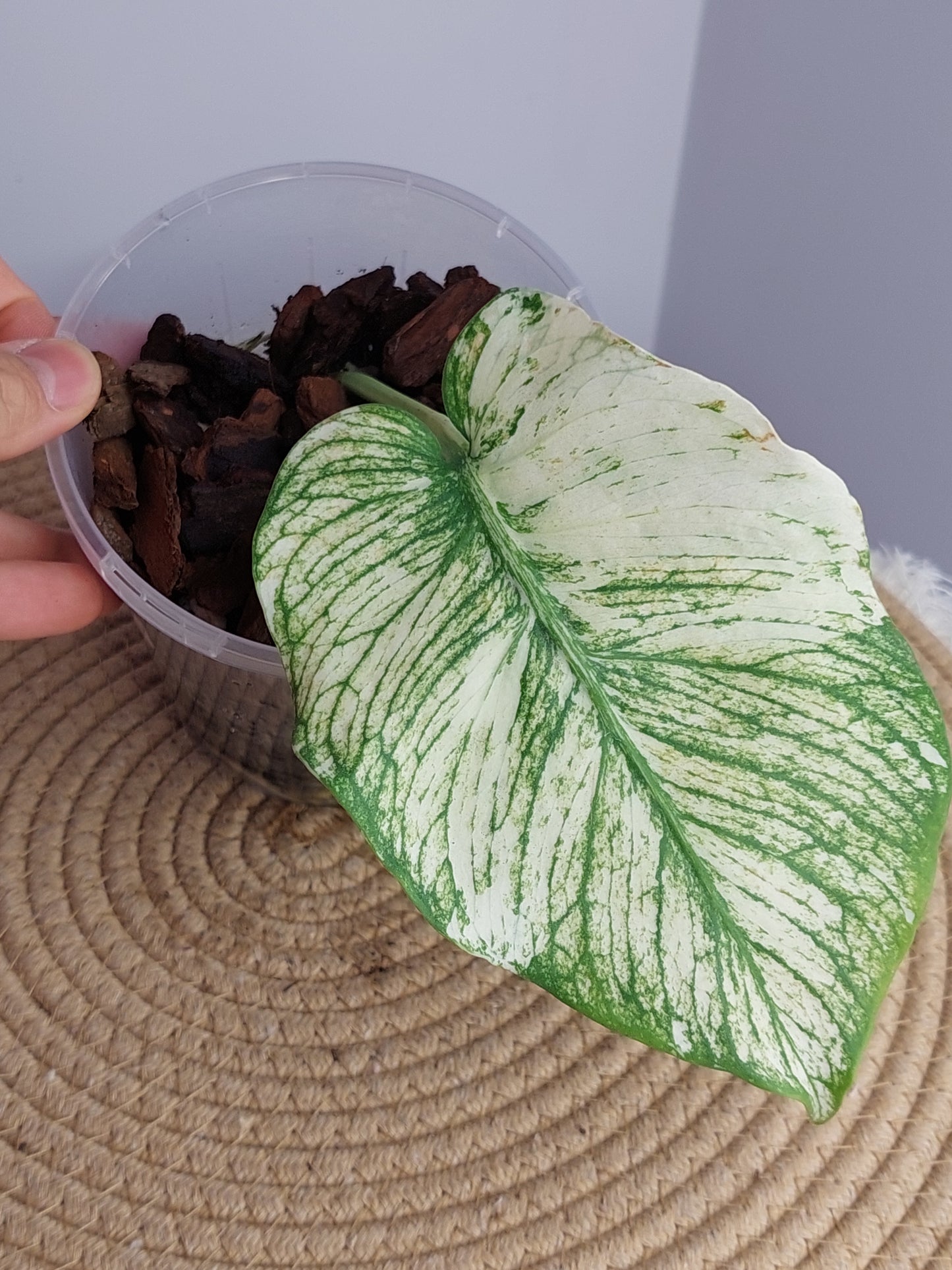 Monstera Deliciosa Sunshine - A