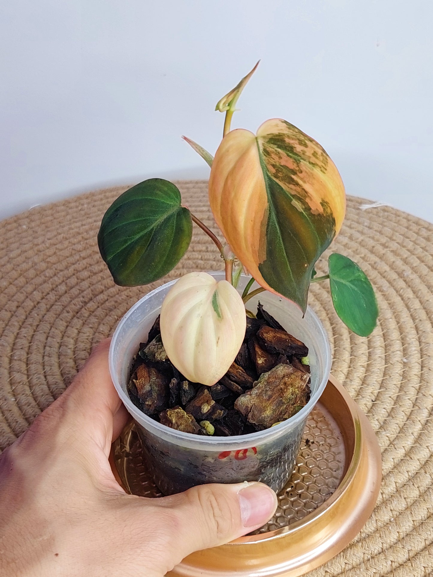 Philodendron Mican Variegated _ 1
