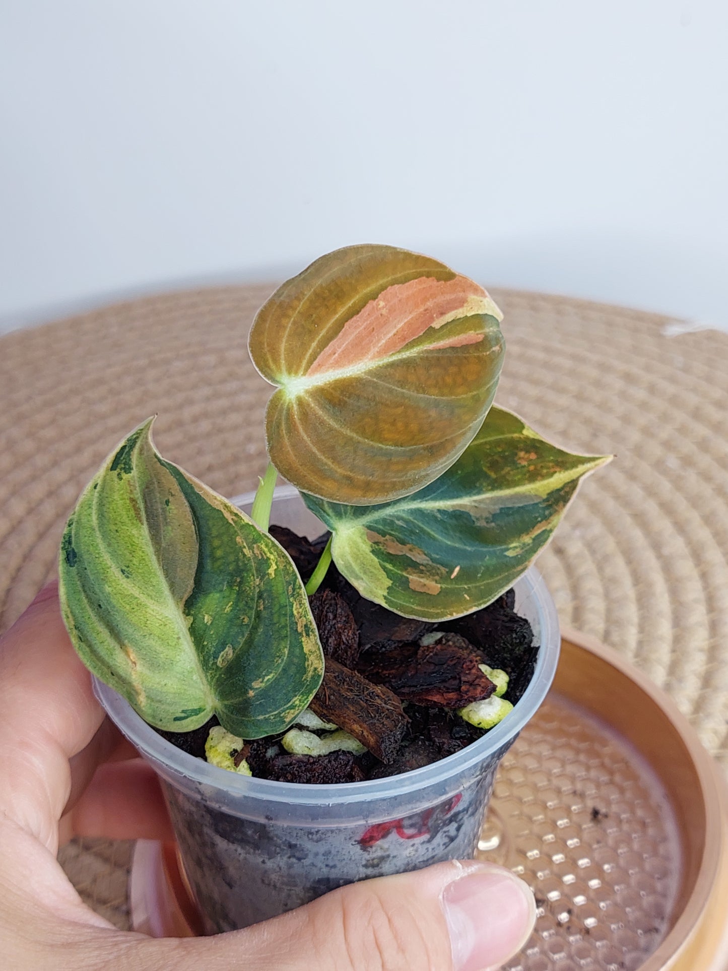 Philodendron Melanochrysum Variegated _ 1