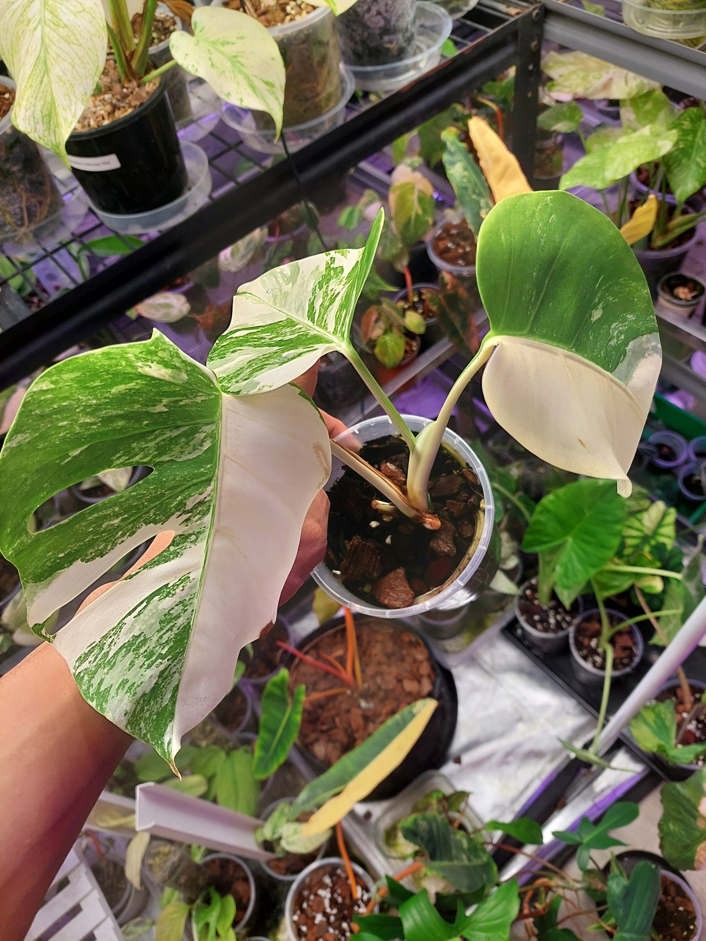 Monstera Albo _ 1