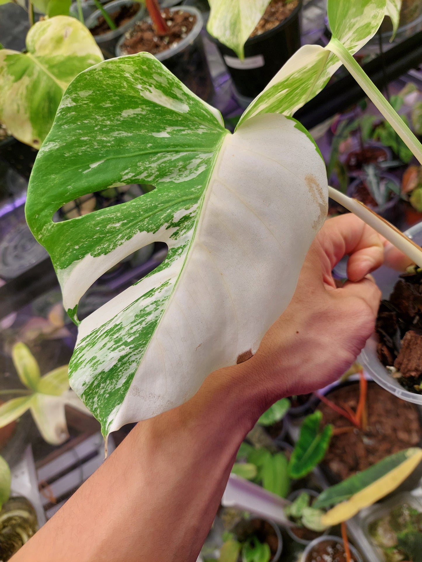 Monstera Albo _ 1