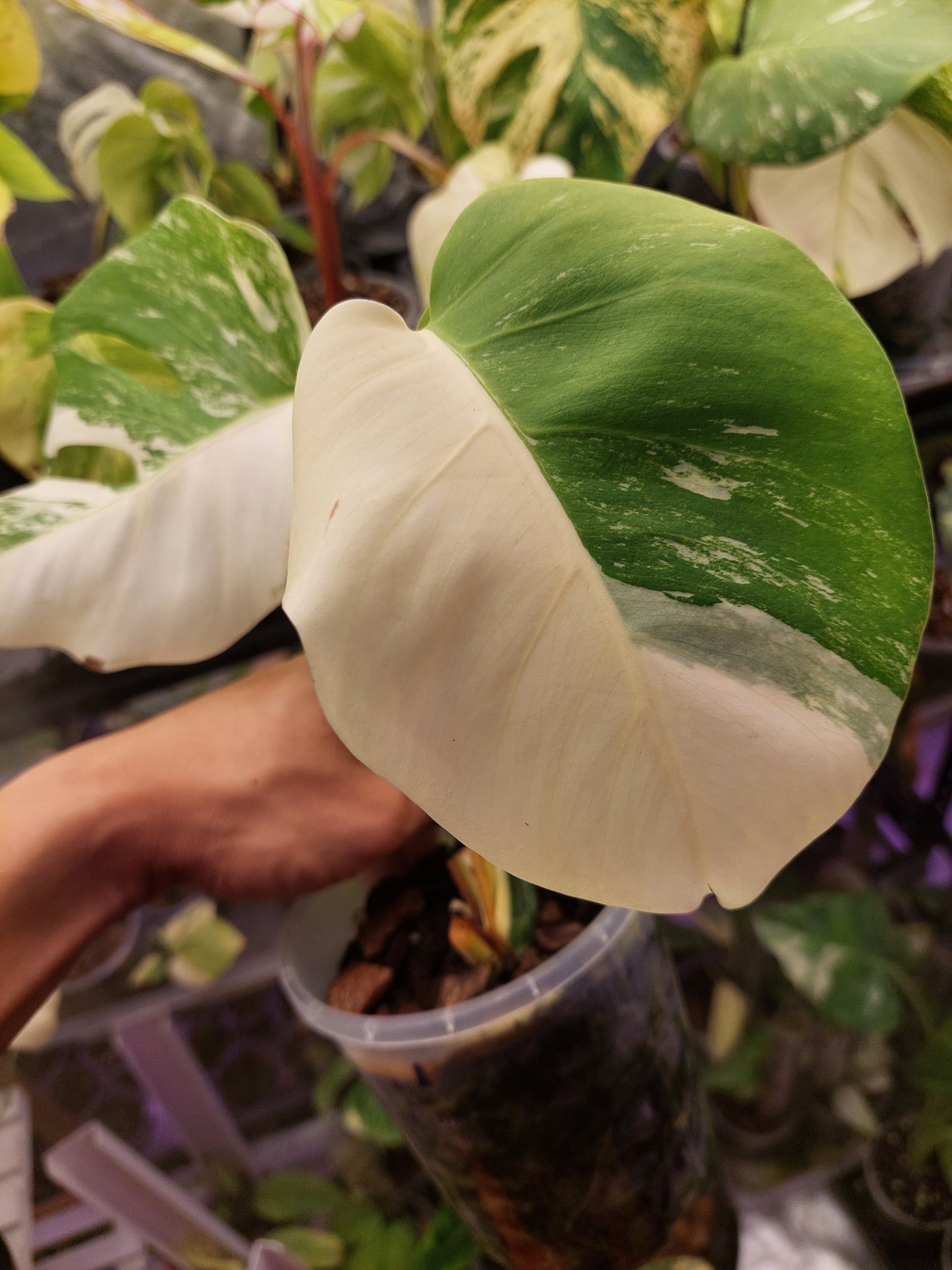 Monstera Albo _ 1