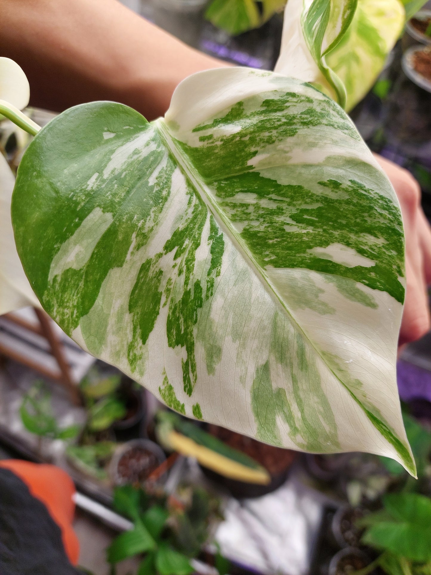 Monstera Albo _ 1