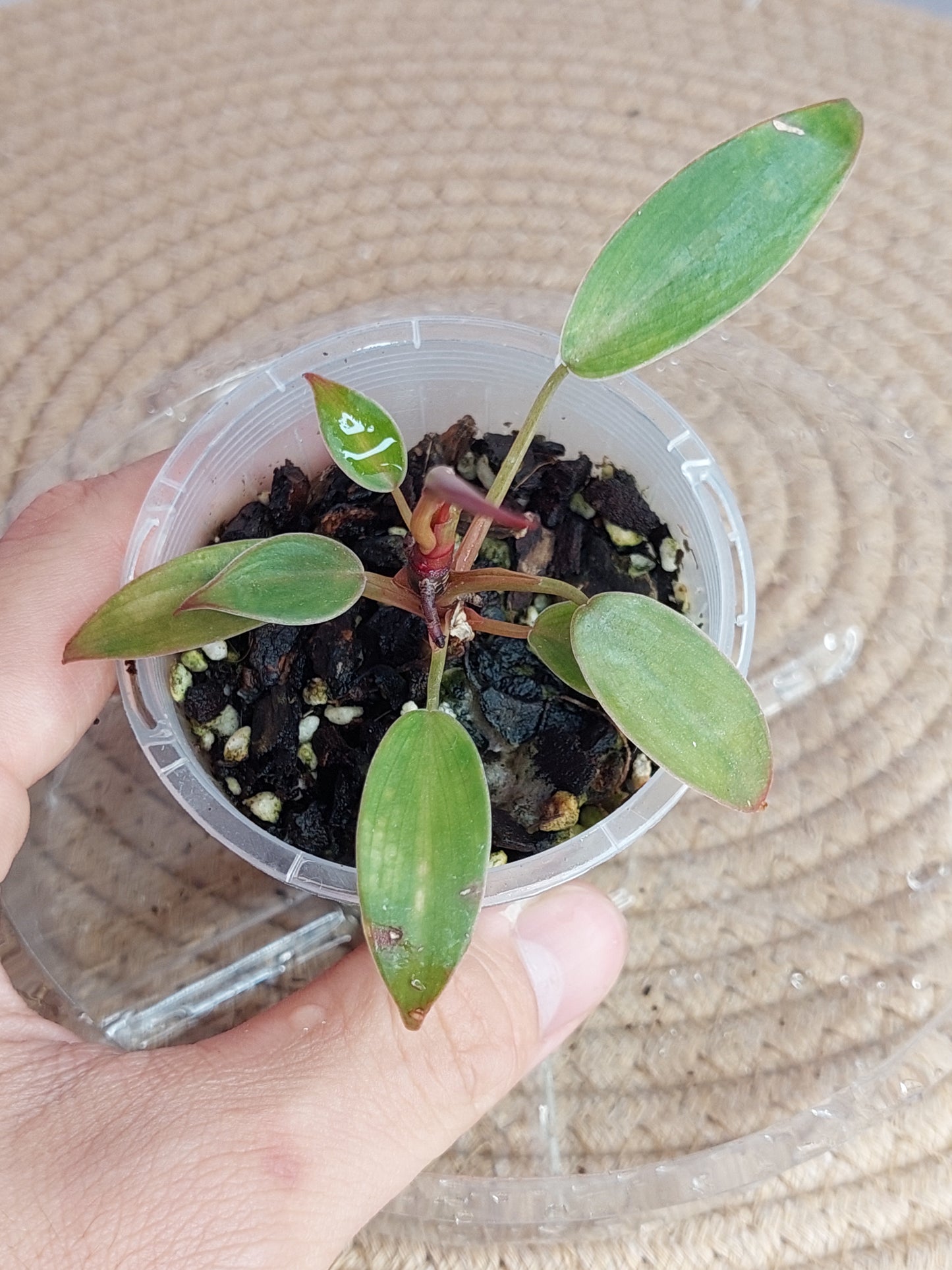 Philodendron Florida Bronze 2