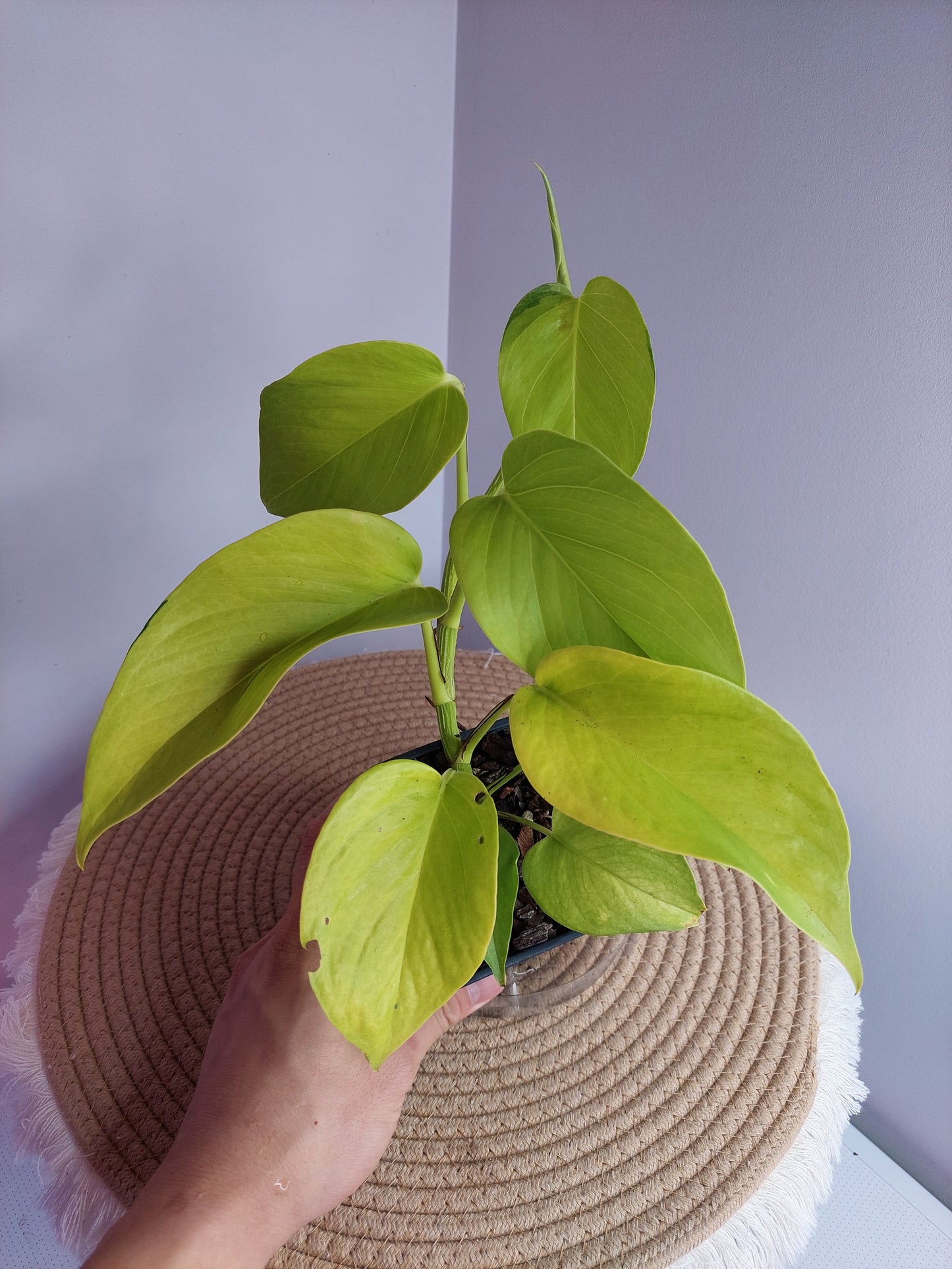 Epipremnum Neon 1
