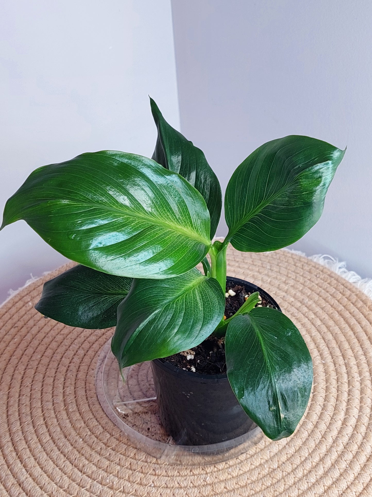 Spathiphyllum Emerald 1