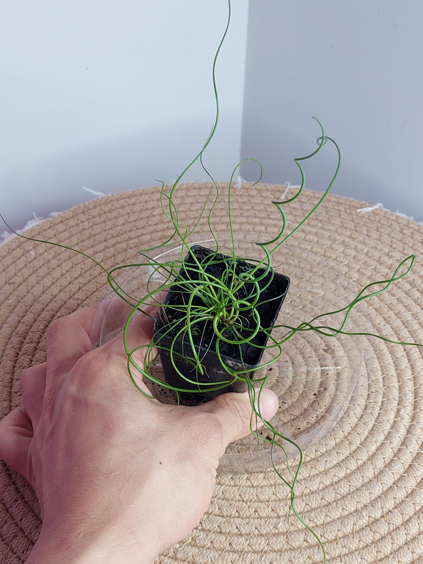 Juncos Spiralis 2