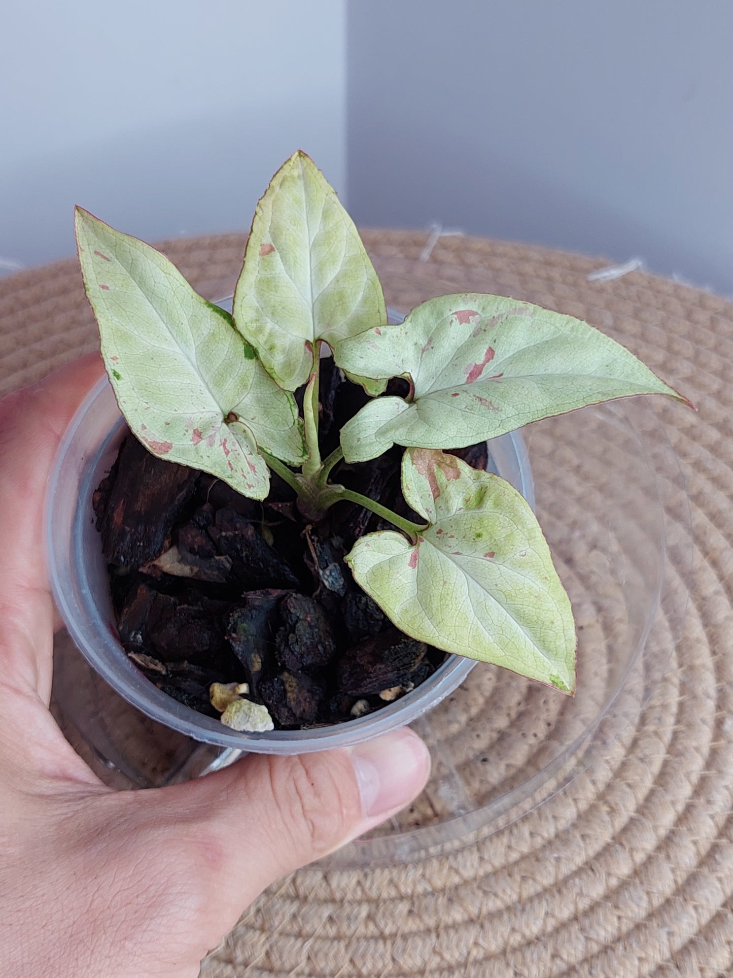 Syngonium Pink Salmon 1
