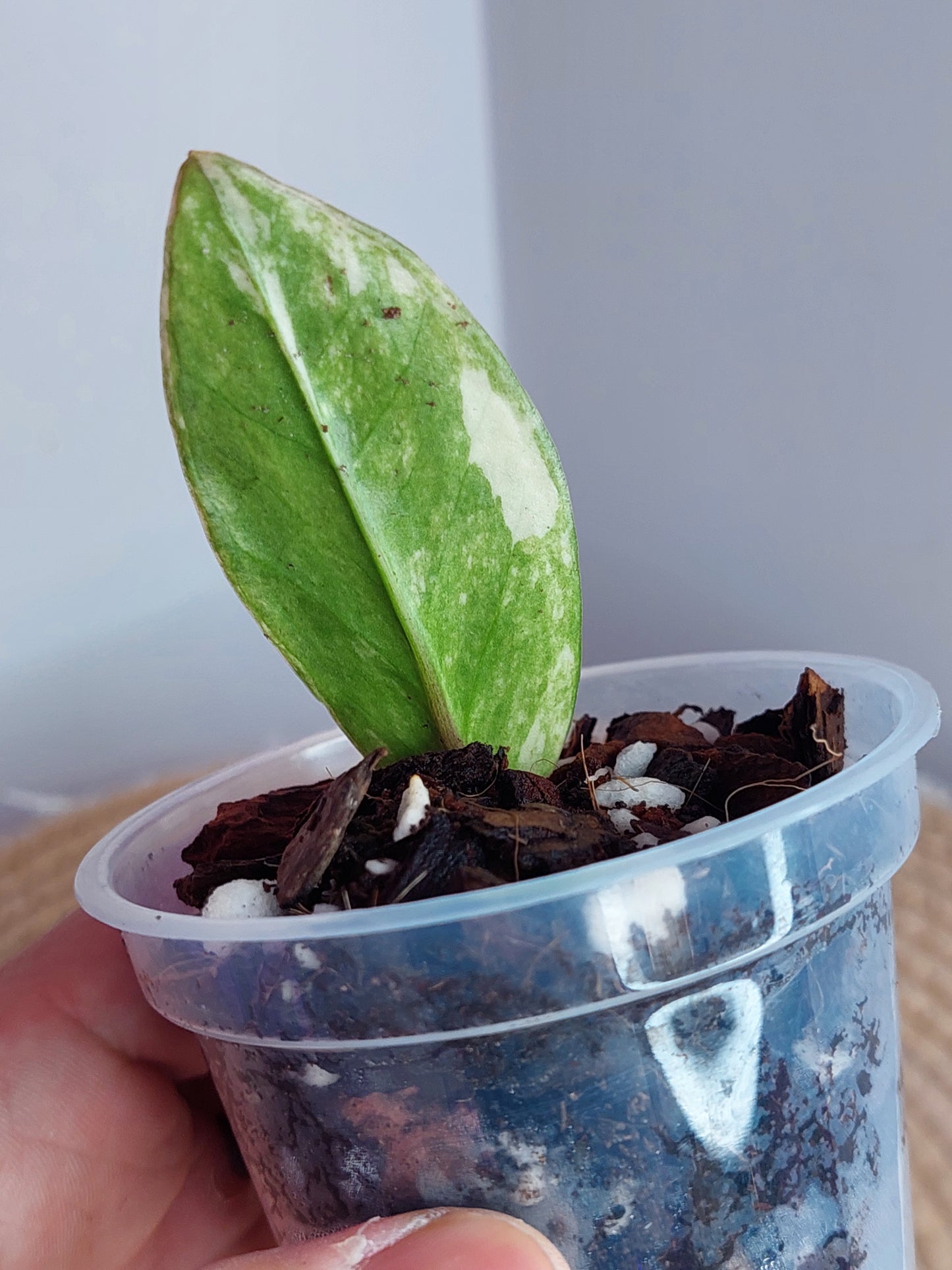 ZZ plant variegated 1
