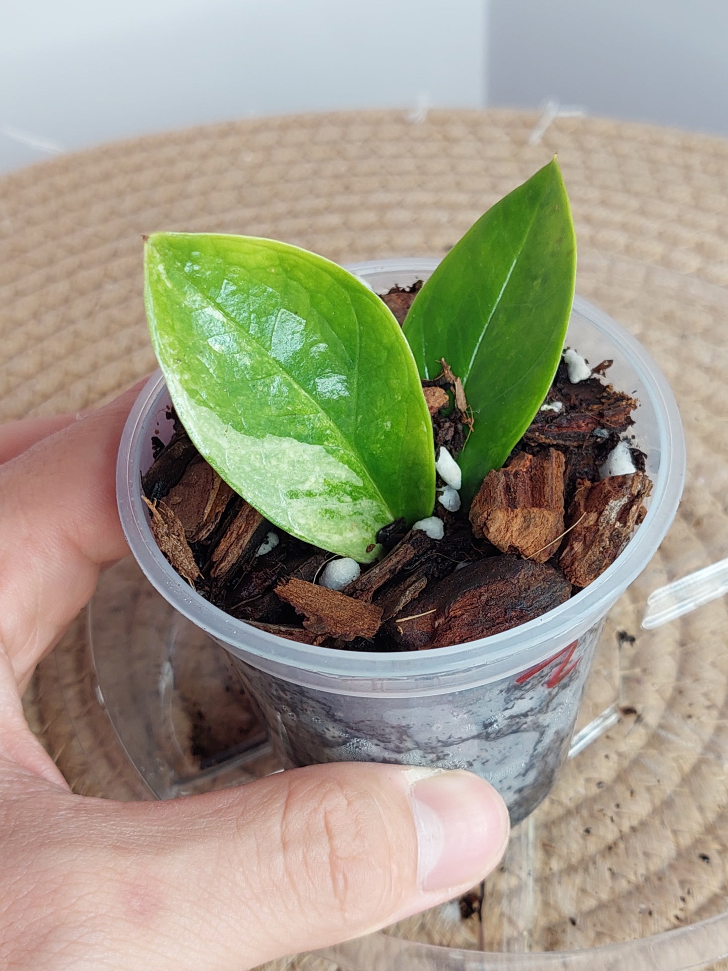 ZZ plant variegated 2