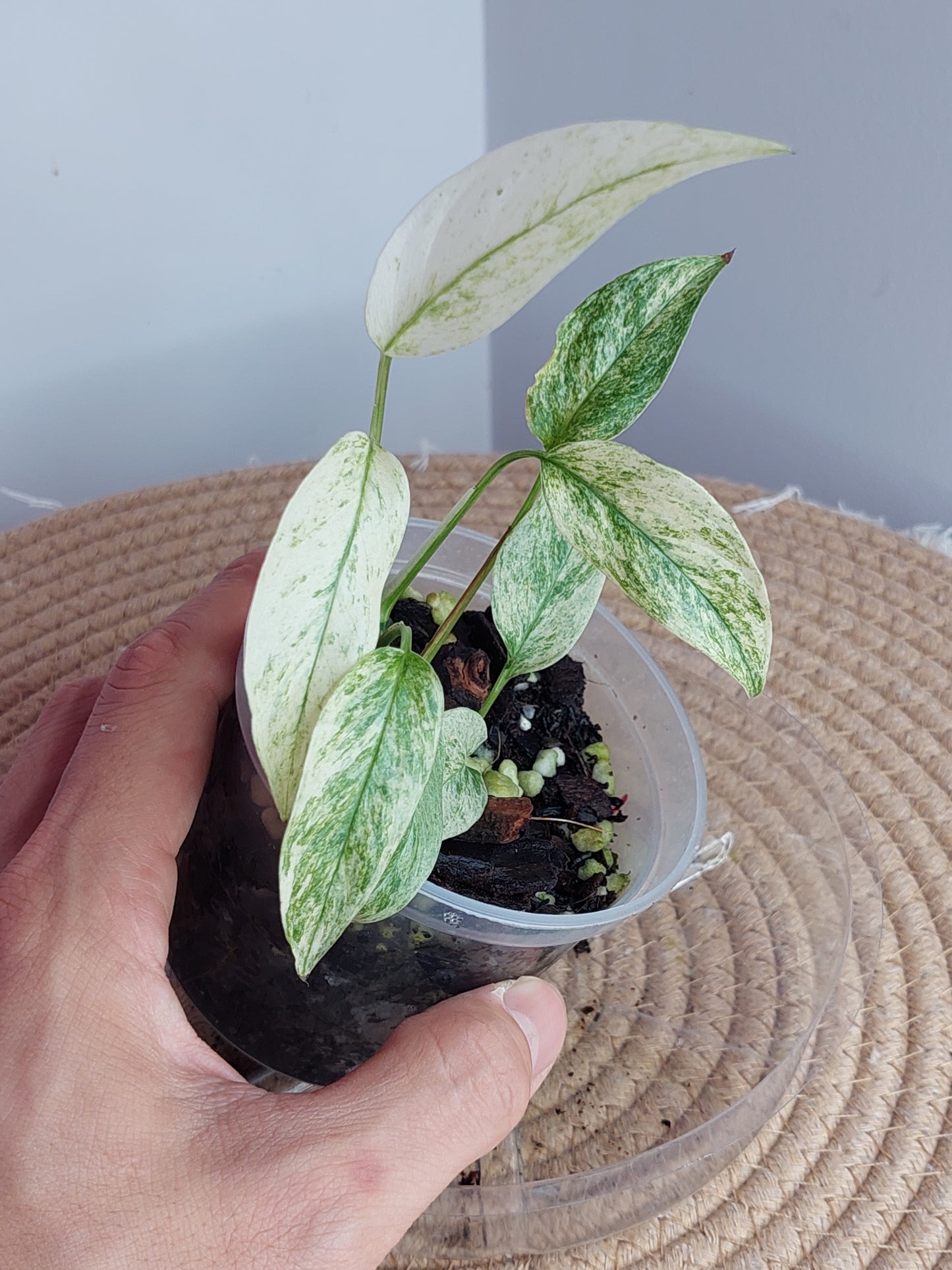 Monstera Adansonii Laniata Mint 1