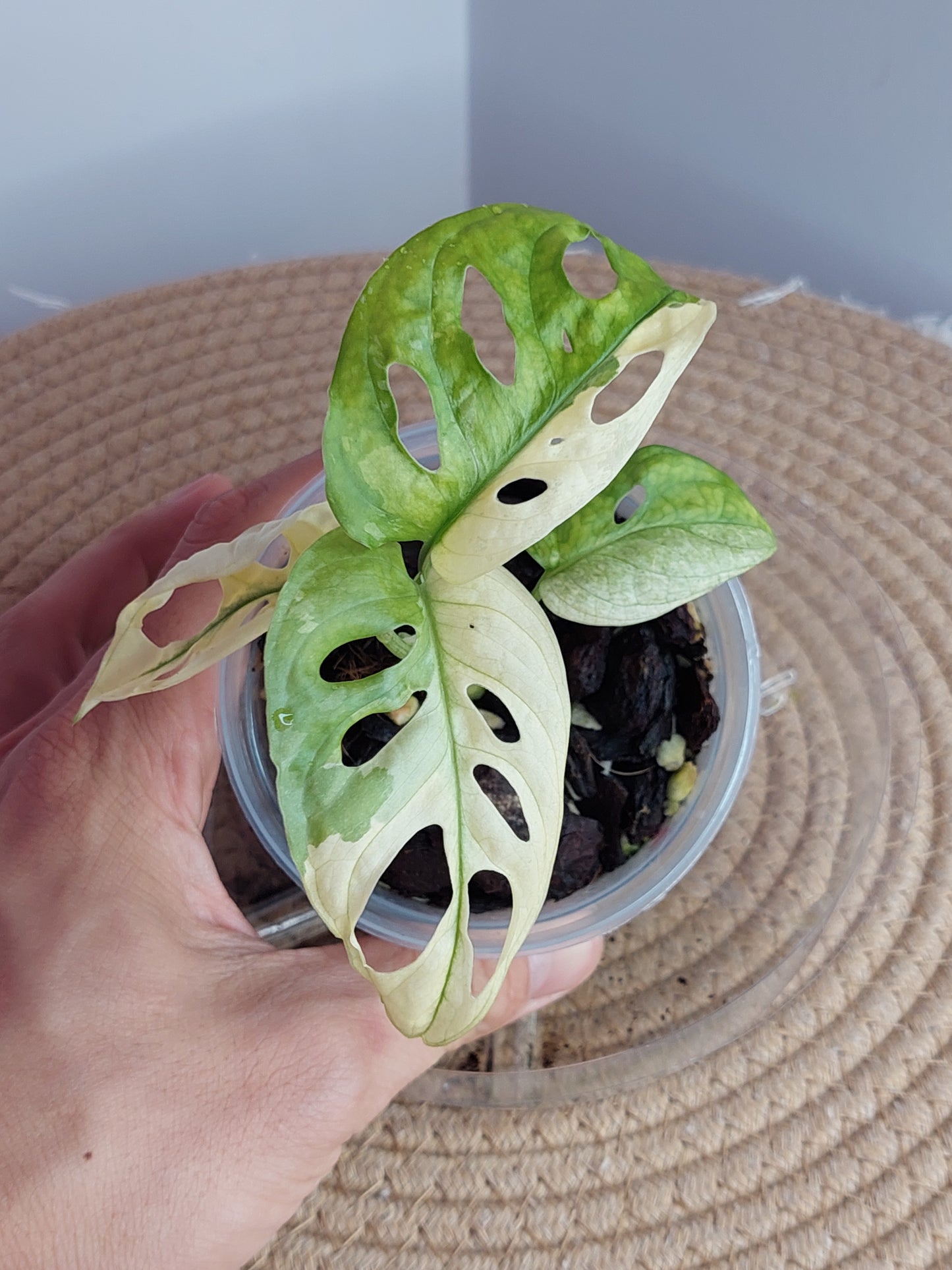 Monstera Monkey Mask(Adansonii) Variegated 3