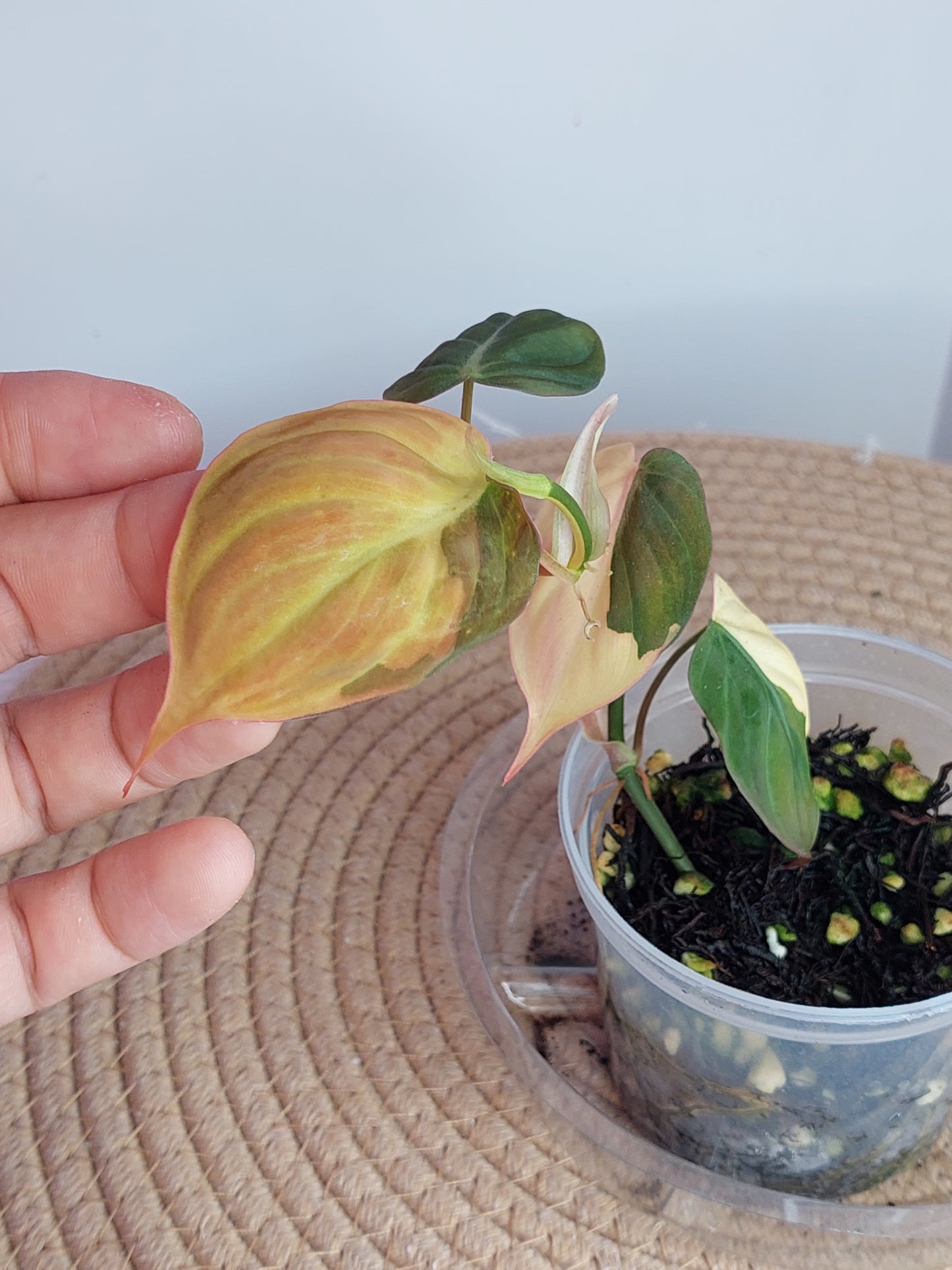 Philodendron Mican Variegated 1