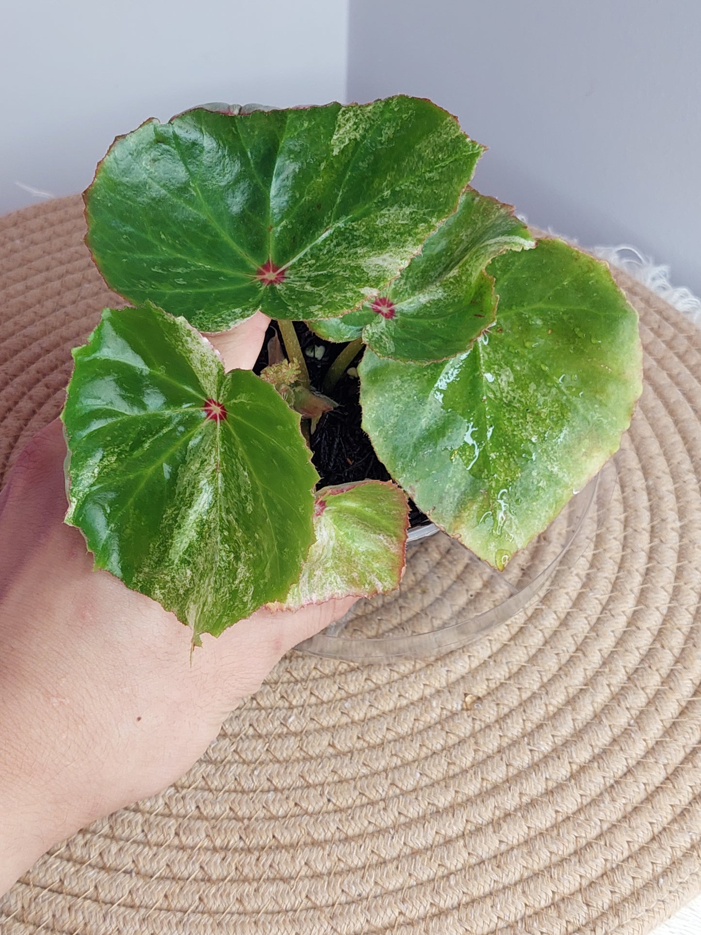 Begonia Rouge Variegated 1