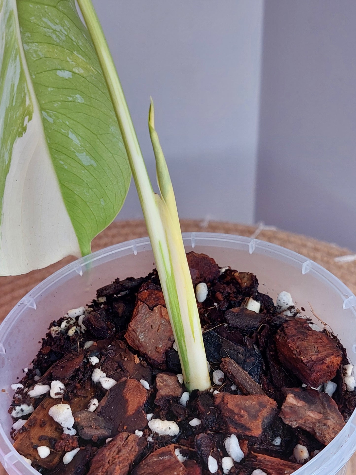Monstera Borsigiana Albo Variegated 1
